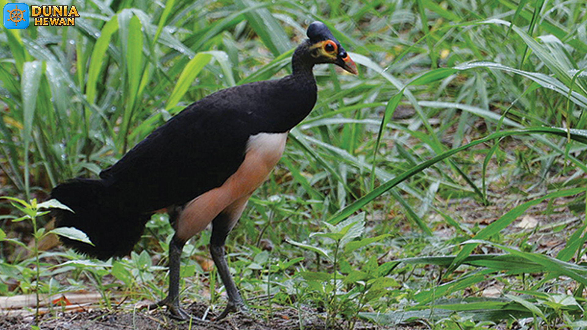 Burung Maleo Memikat: 4 Perilaku yang Membuatnya Spesial