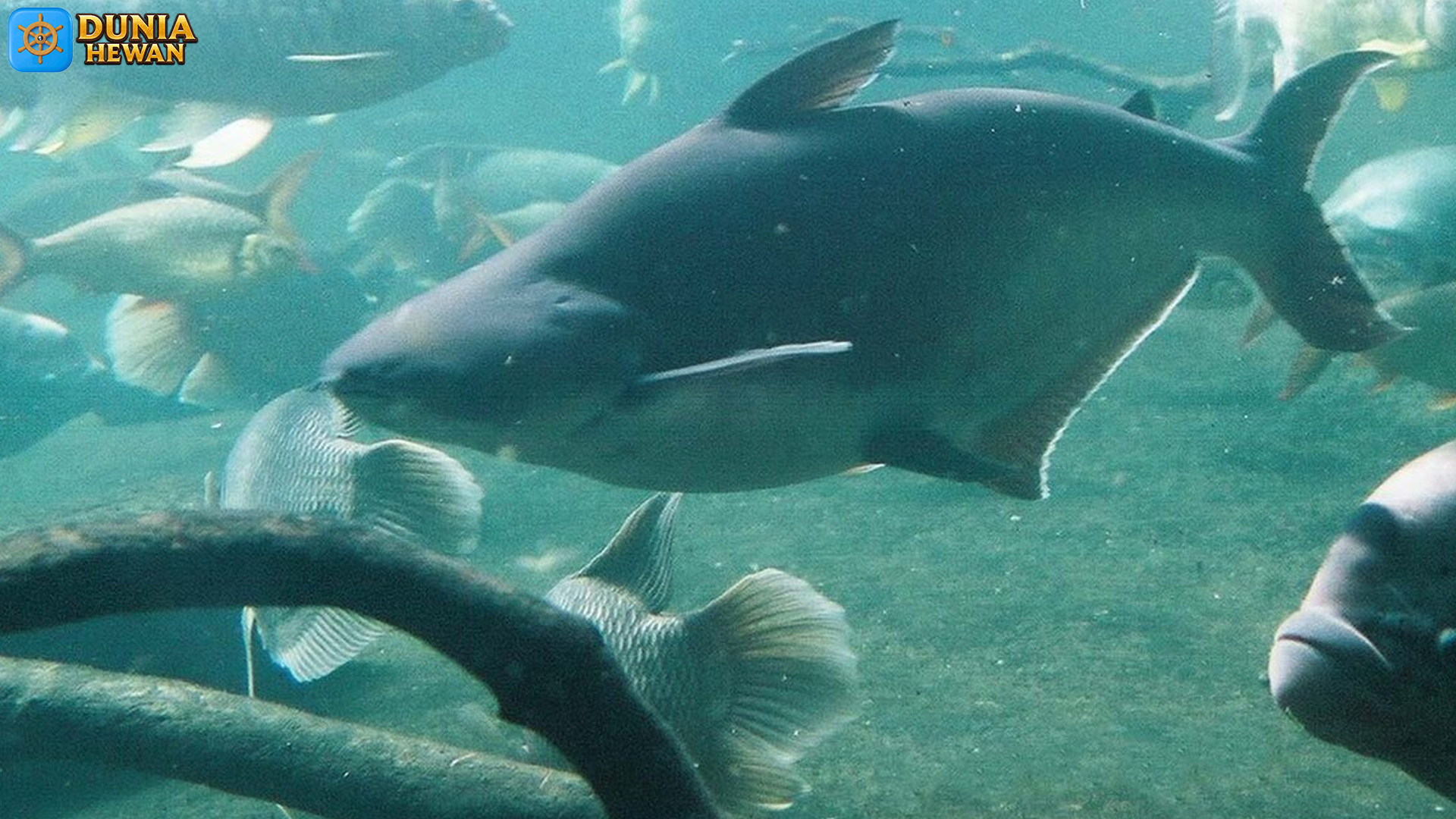 Ikan Patin Siam dan 4 Karakteristik Aneh Tapi Menarik