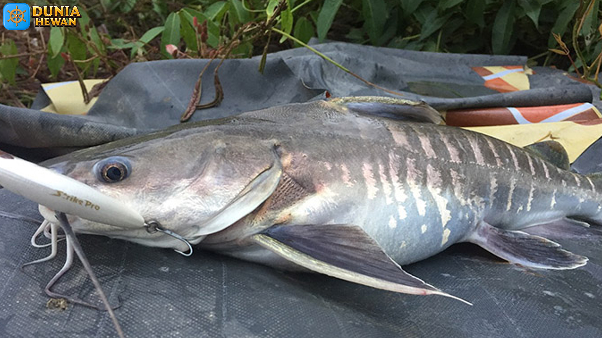 Jejak Ikan Kedukang dan 4 Karakteristik yang Membuatnya Unik