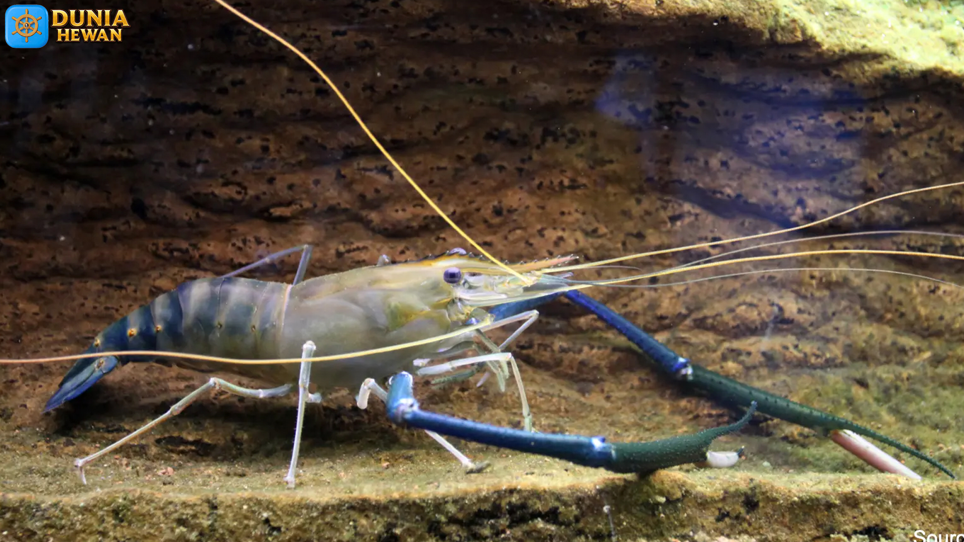 Eksplorasi Air Tawar Bersama Udang Galah: 4 Keistimewaannya