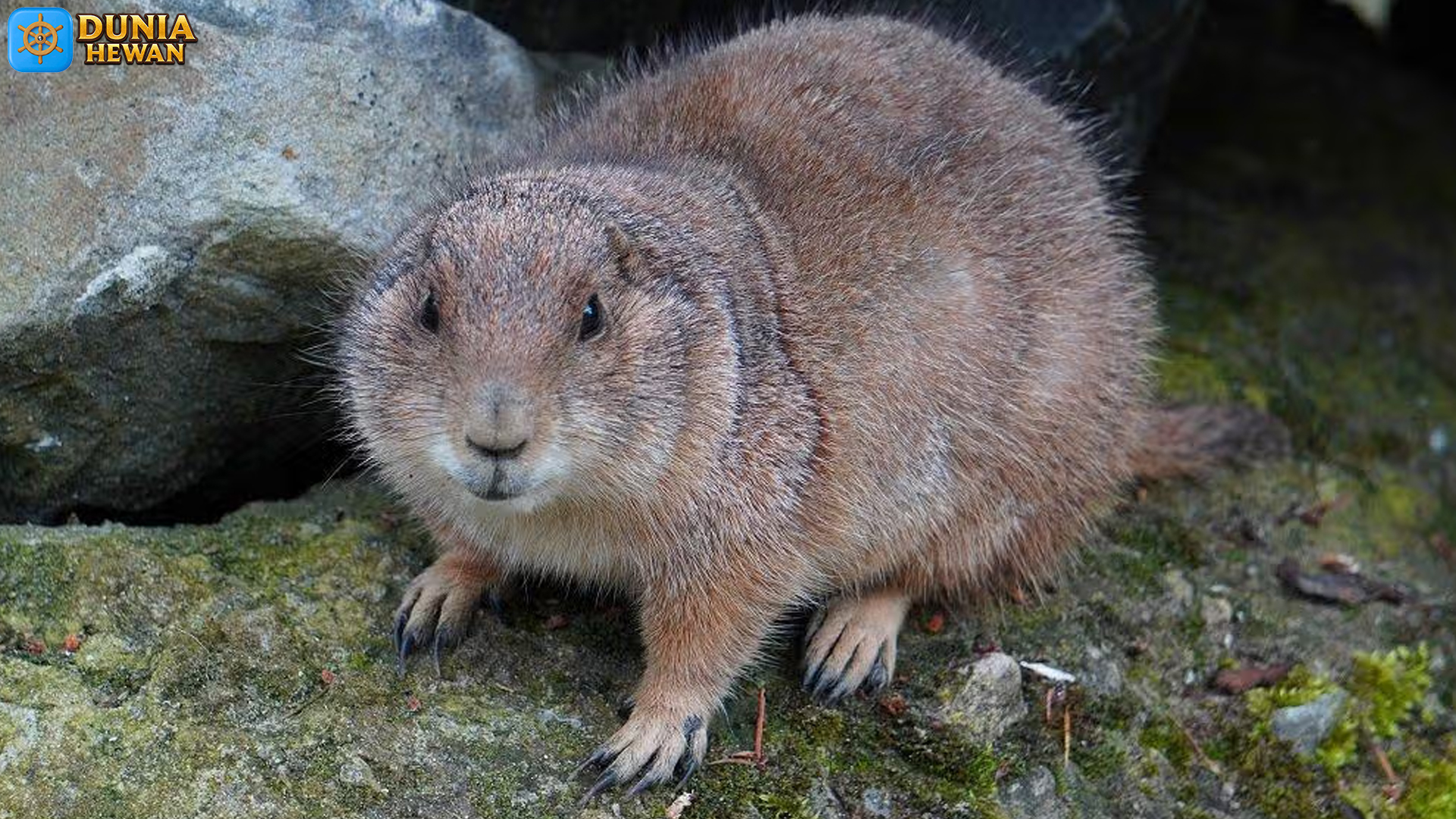 Marmot Tanah Hadir dengan 5 Adaptasi Menarik untuk Hidup