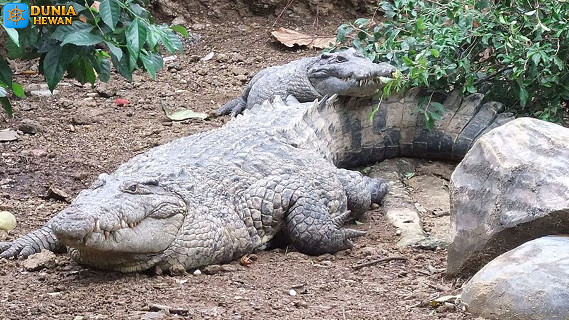5 Fakta Menarik Tentang Interaksi Buaya Irian dengan Ekosistem