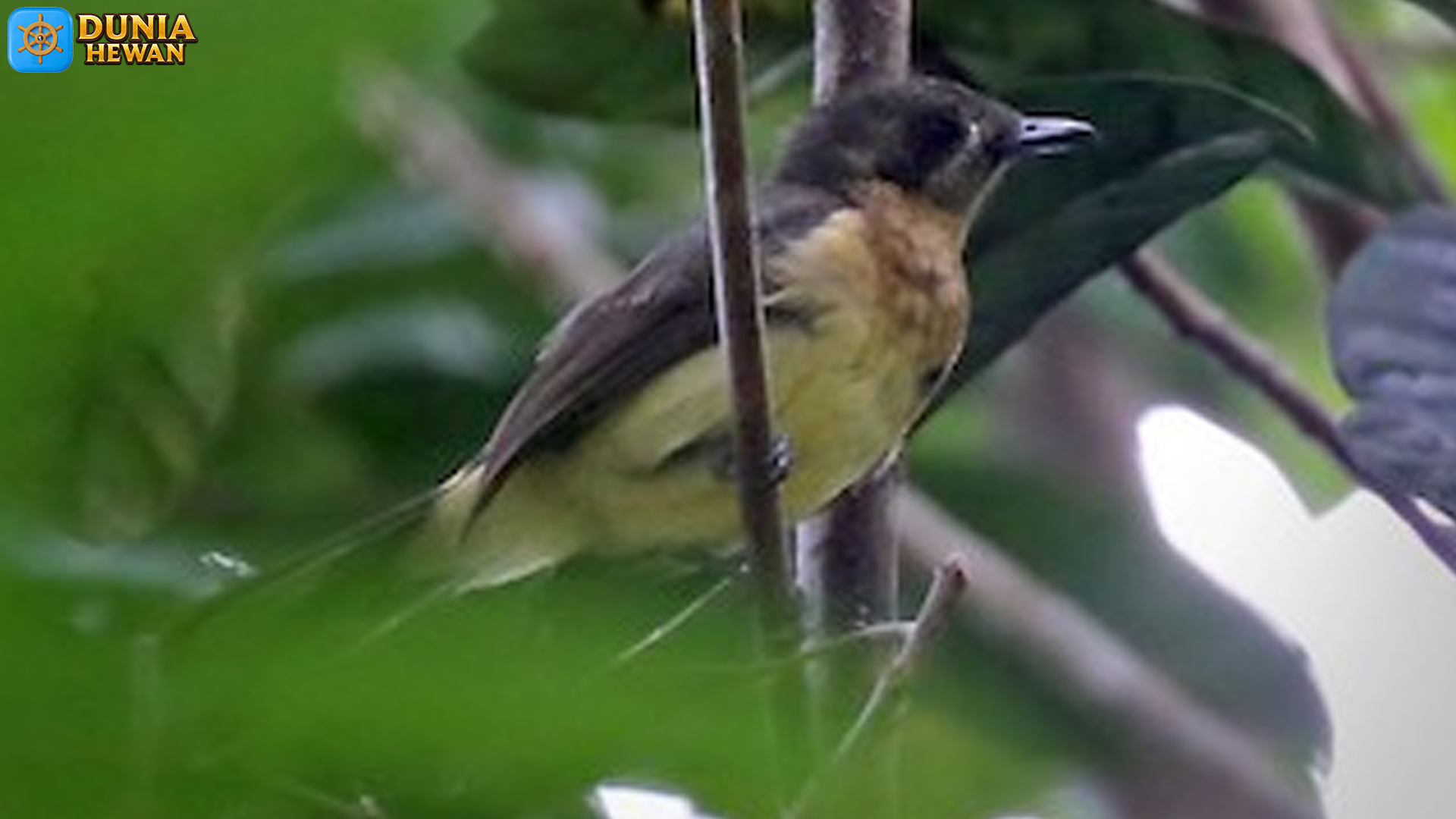 Burung Kehicap Biak: 5 Karakteristik yang Jarang Disadari
