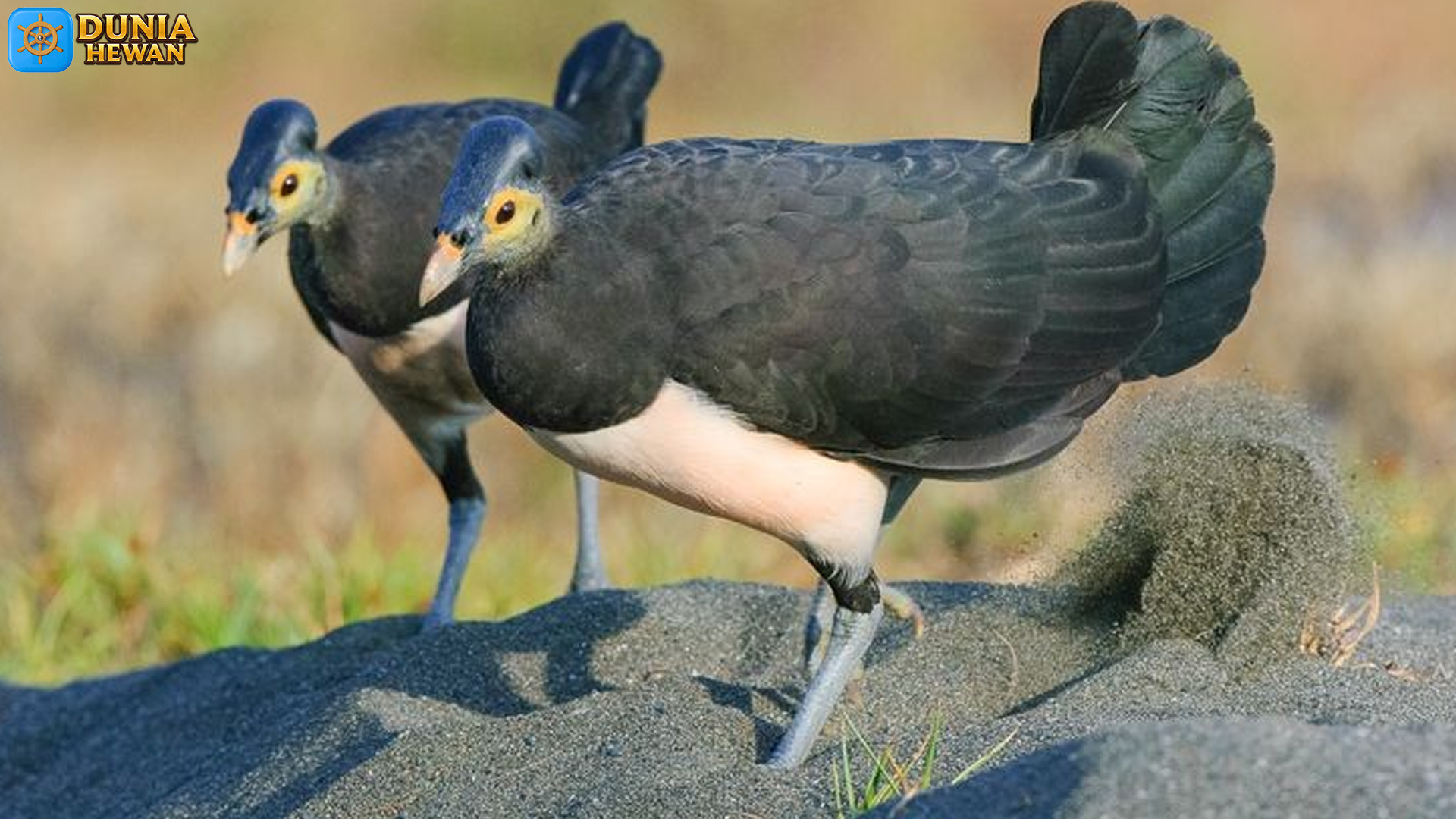 Burung Maleo Memikat: 4 Perilaku yang Membuatnya Spesial