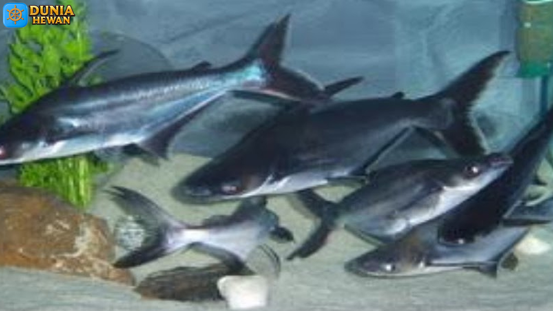 Ikan Patin Siam dan 4 Karakteristik Aneh Tapi Menarik
