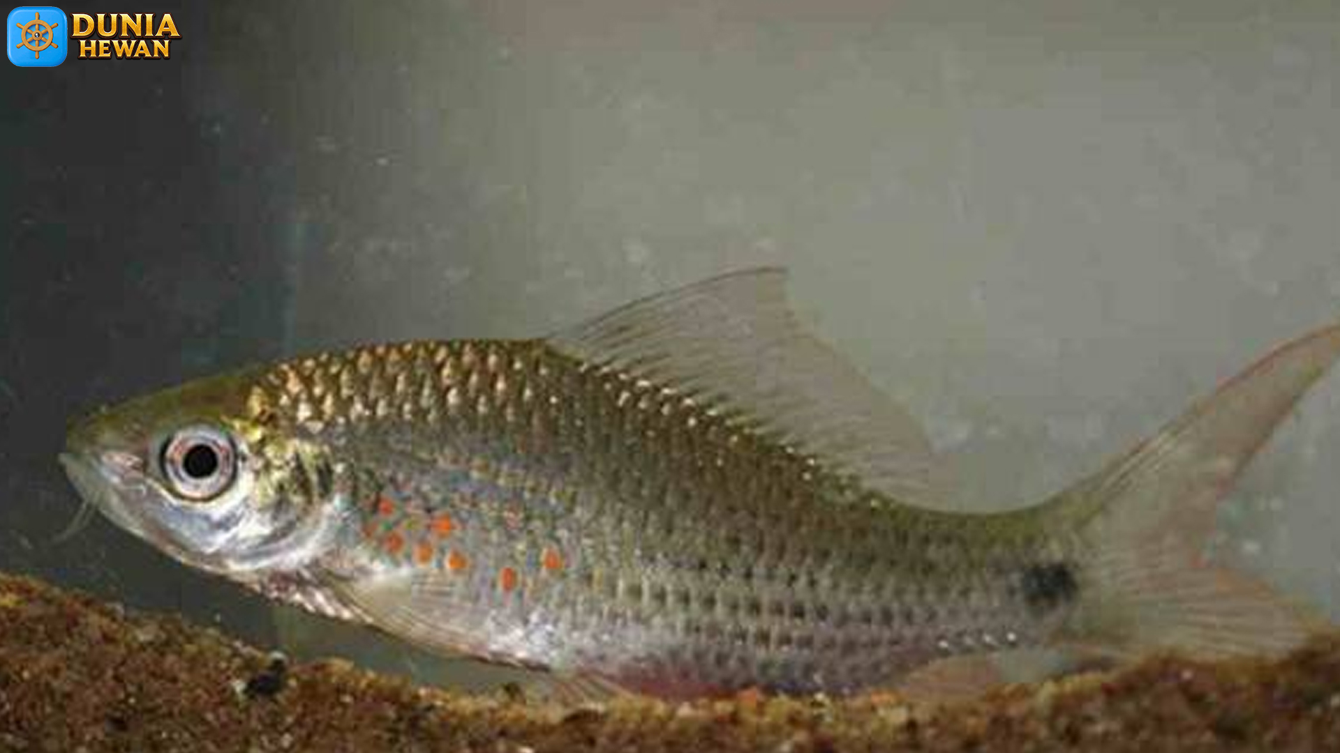 4 Rahasia Ikan Nilem yang Membuatnya Unik di Alam Liar