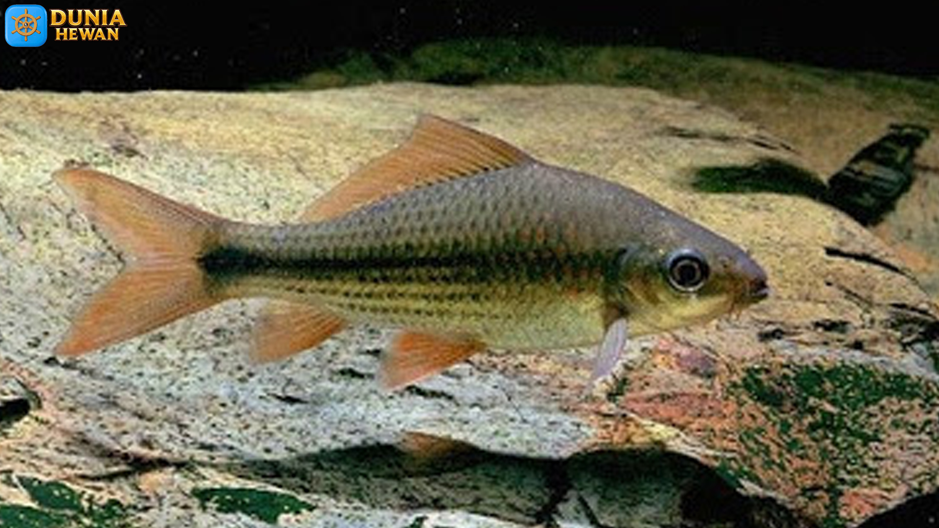 4 Rahasia Ikan Nilem yang Membuatnya Unik di Alam Liar