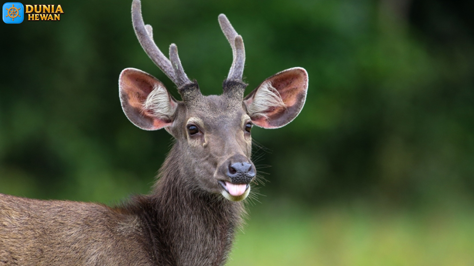 Rusa Sambar dengan 4 Keistimewaan yang Jarang Diketahui