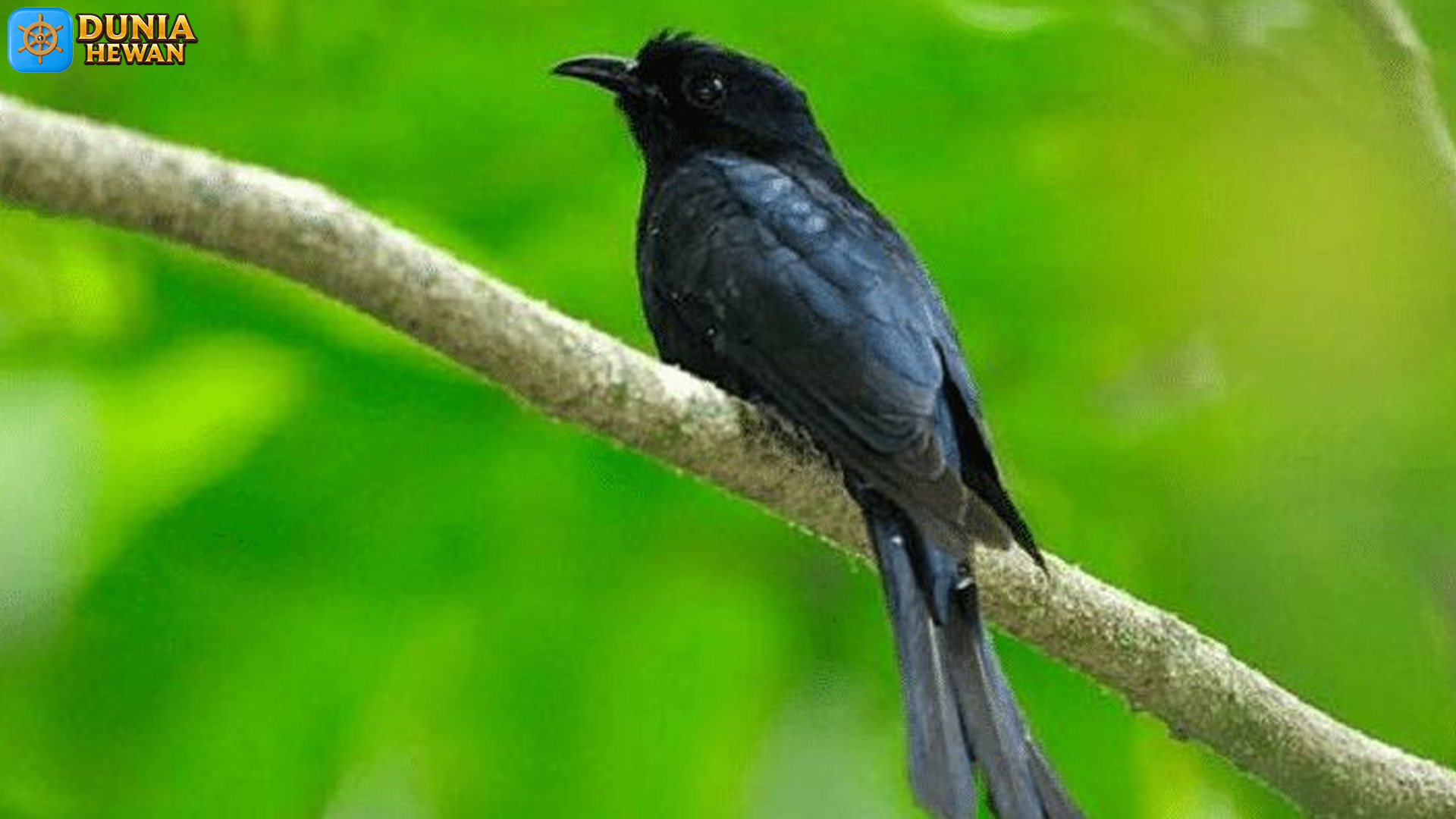 Burung Kedasi Hitam: 4 Karakteristik Unik yang Memikat Hati