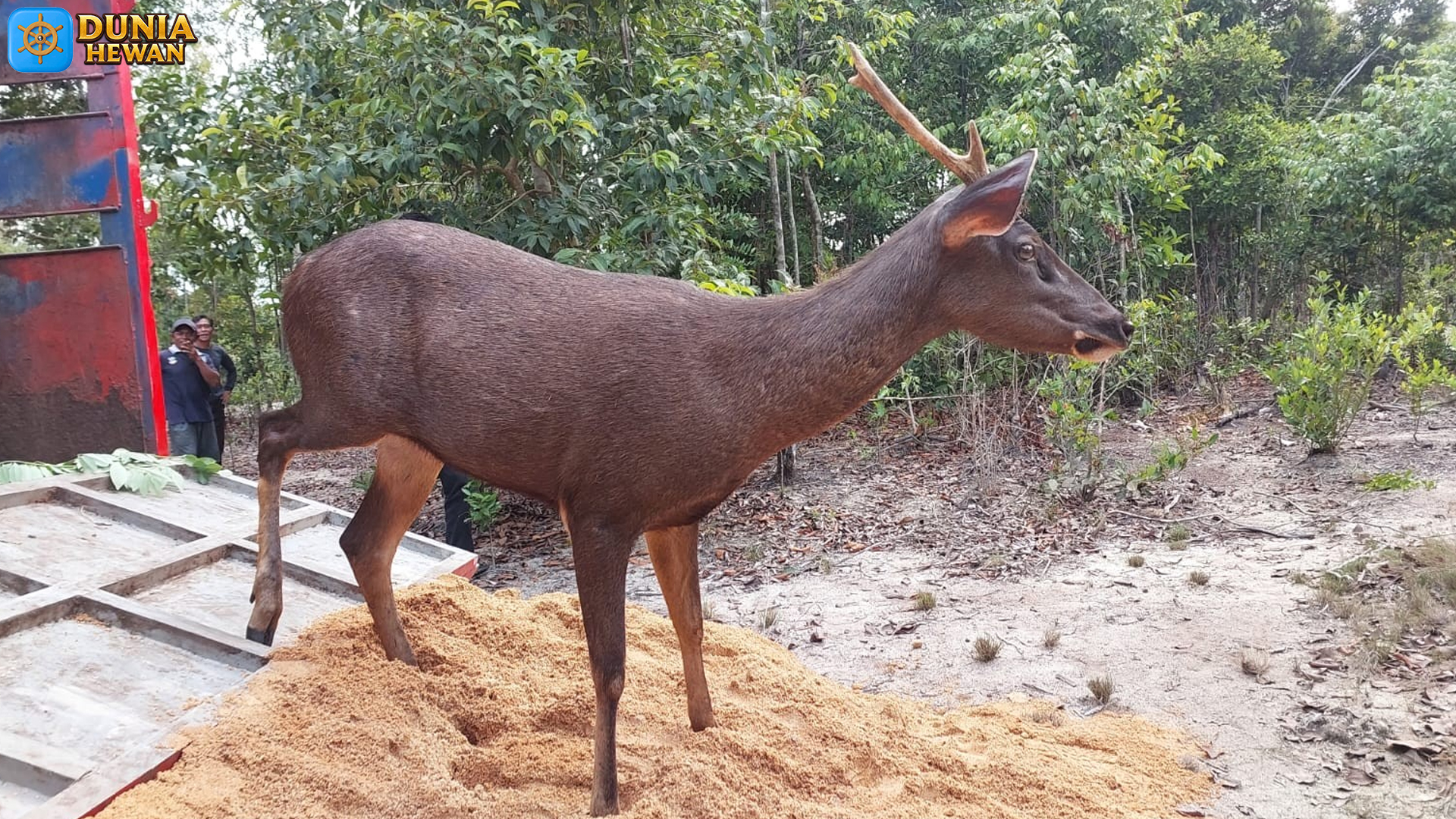 Rusa Sambar dengan 4 Keistimewaan yang Jarang Diketahui