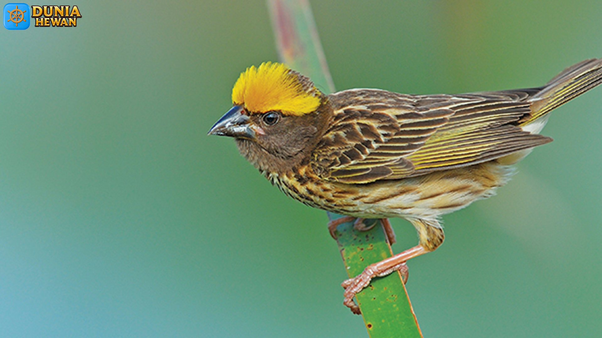 4 Sifat Memikat Burung Manyar yang Bikin Pecinta Satwa Terpukau