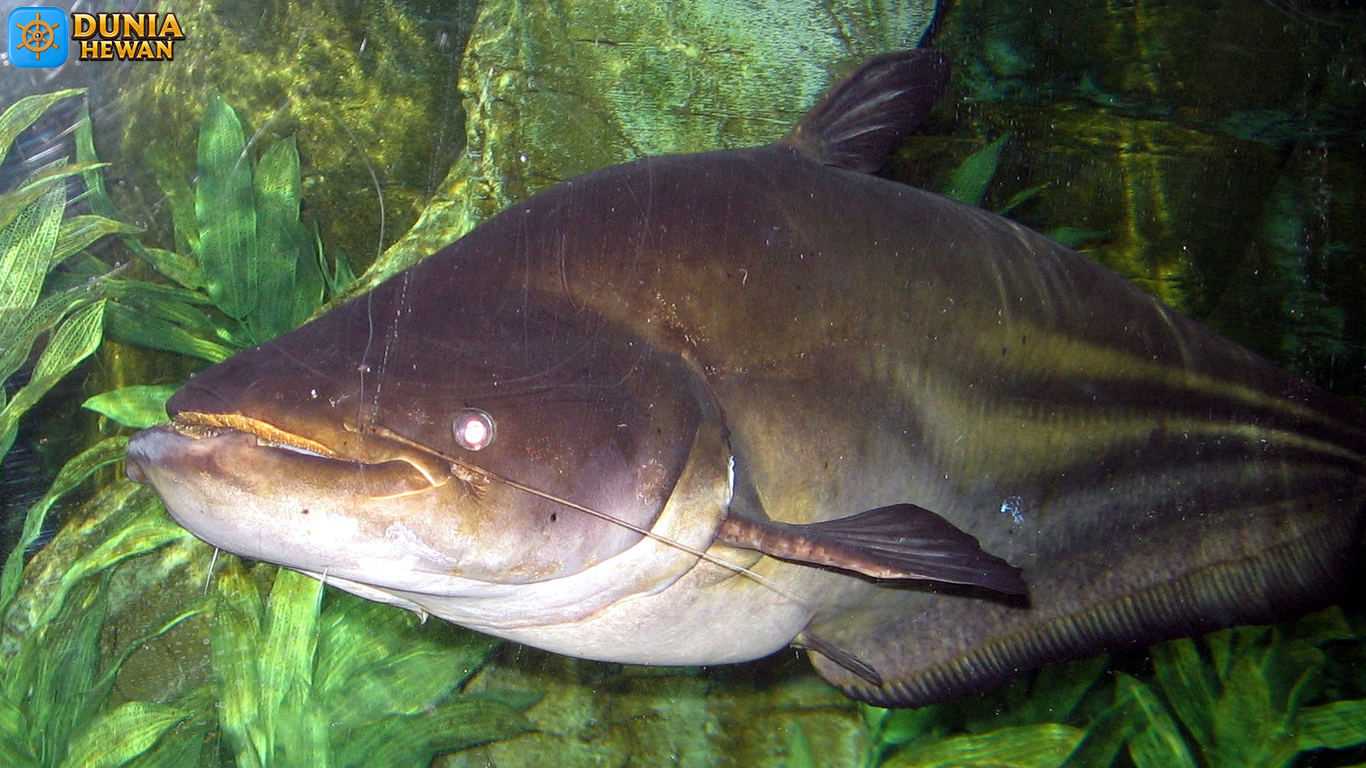 Rahasia 5 Habitat Ikan Tapah yang Menjadi Surga Menarik Ikan