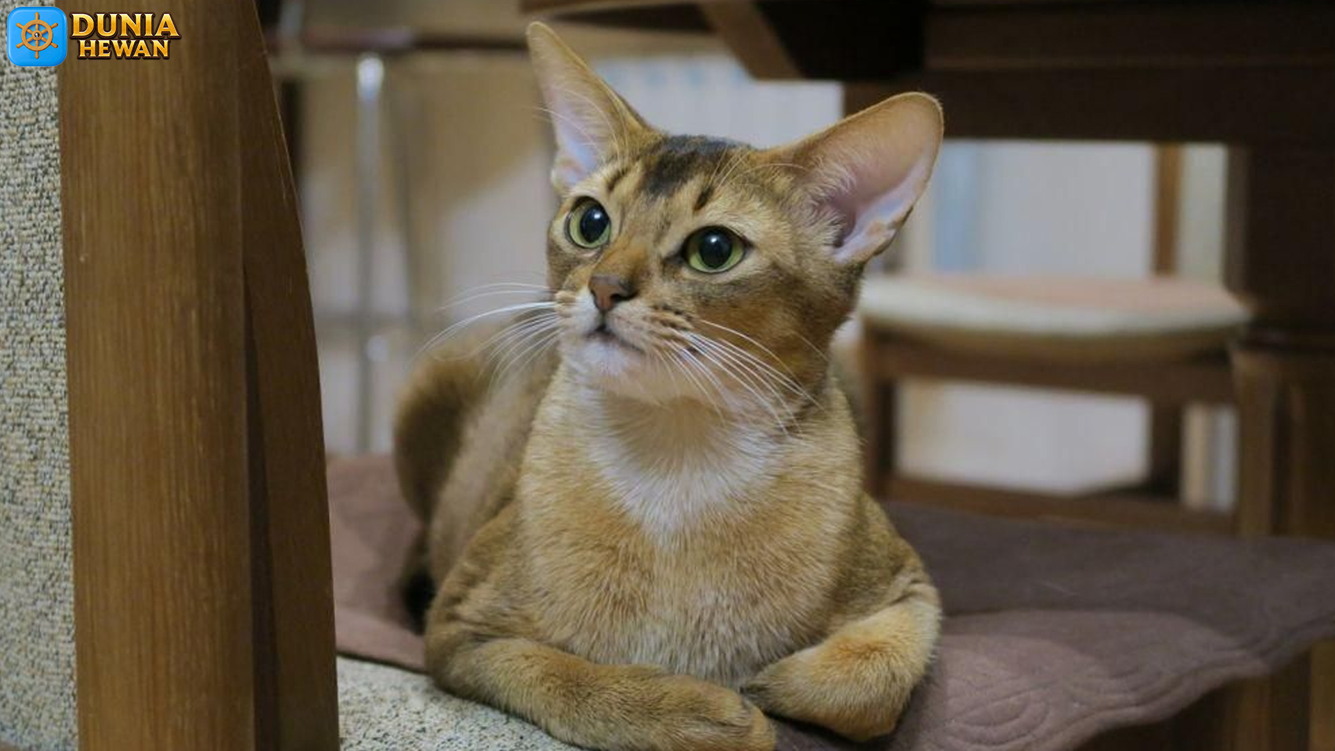 Kucing Abisinia dan 4 Fakta Menarik yang Jarang Diketahui