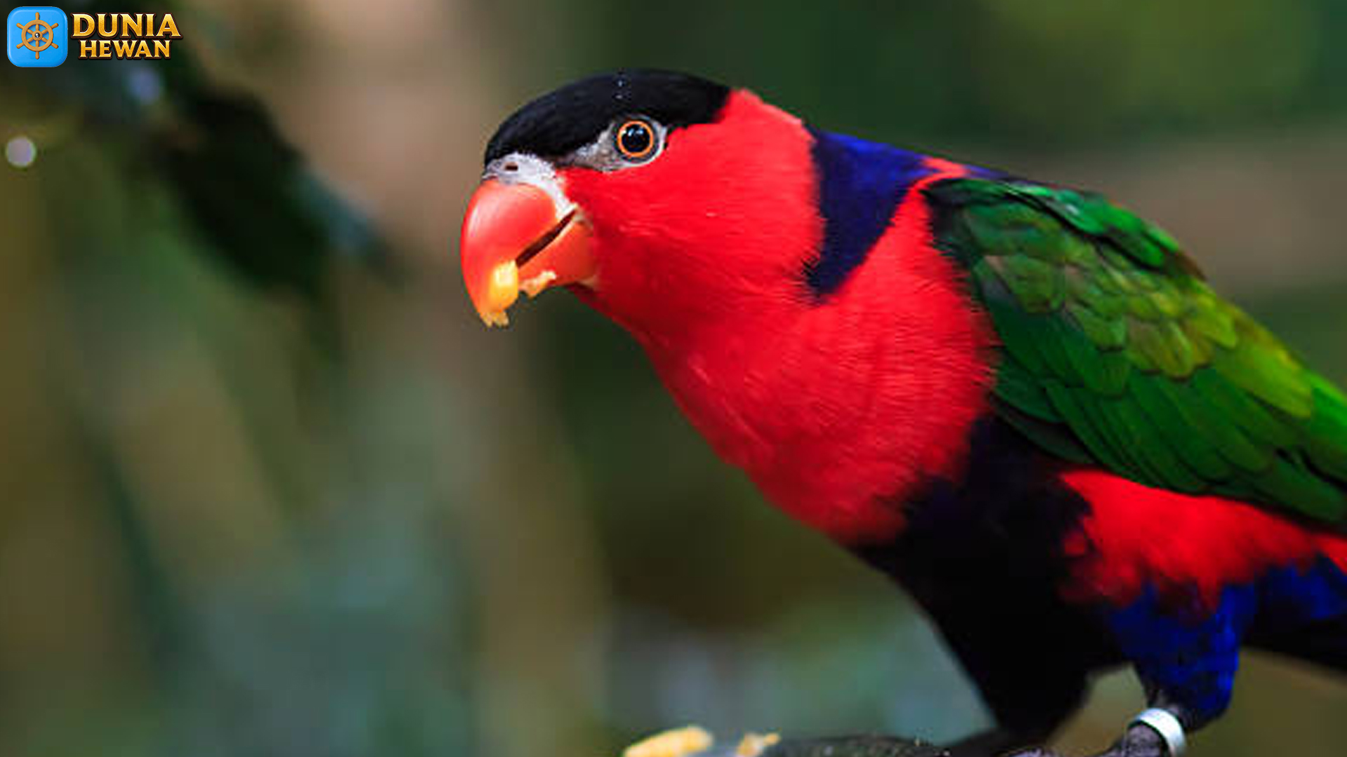 Menyoroti 4 Ciri Burung Kasturi Kepala Hitam yang Menakjubkan