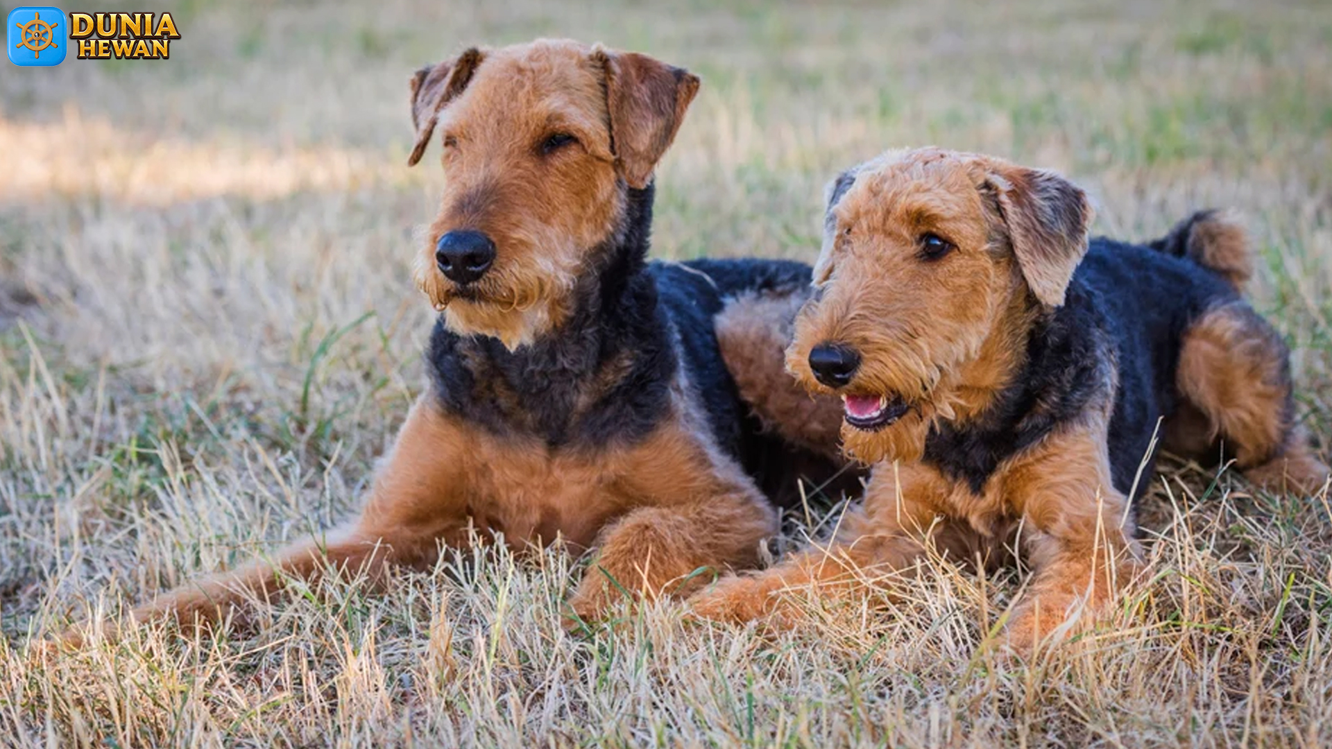 5 Hal Menarik Tentang Terrier Airedale yang Jarang Disorot