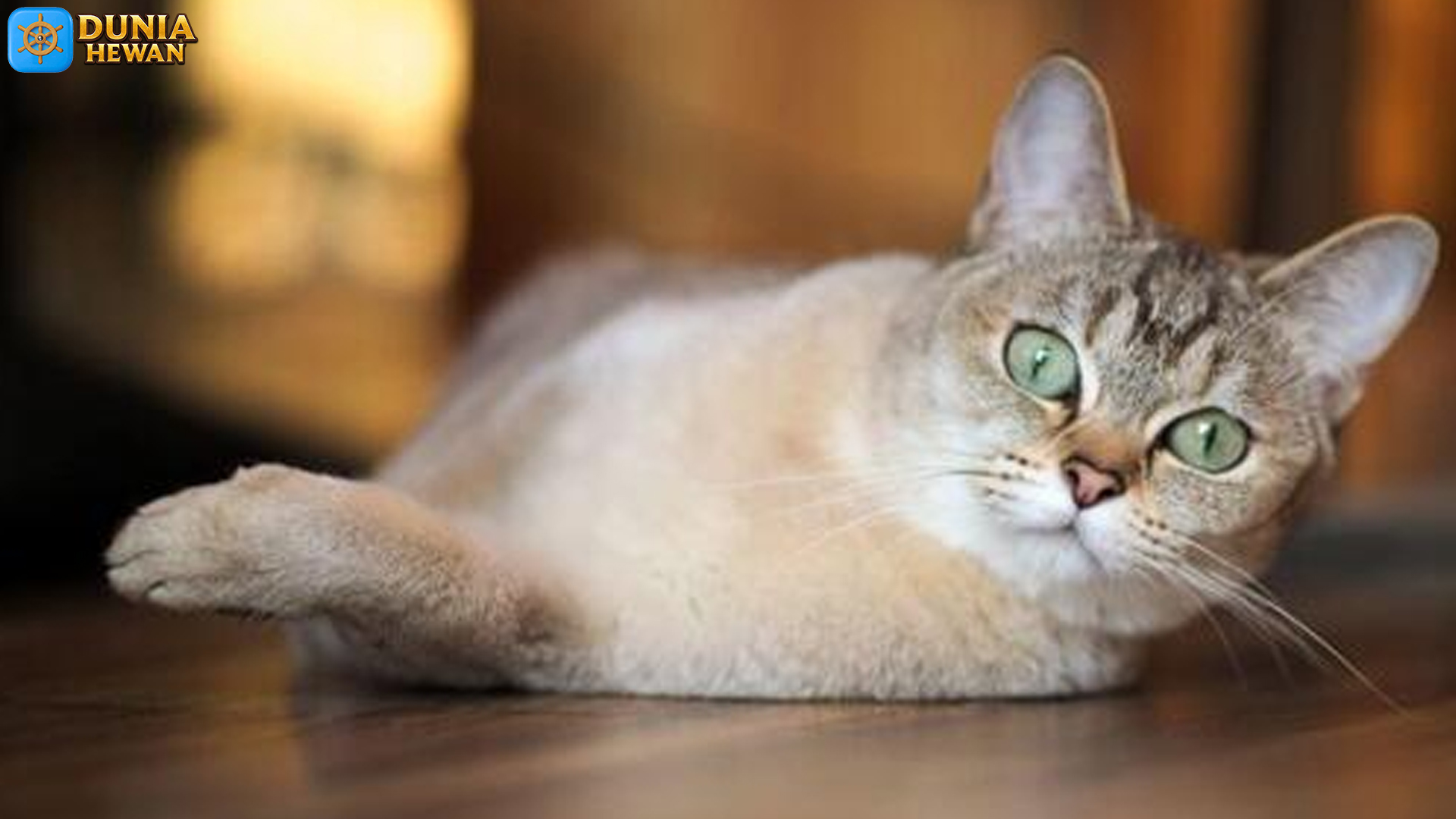 Kucing Burmilla: 5 Karakteristik yang Membuatnya Menarik
