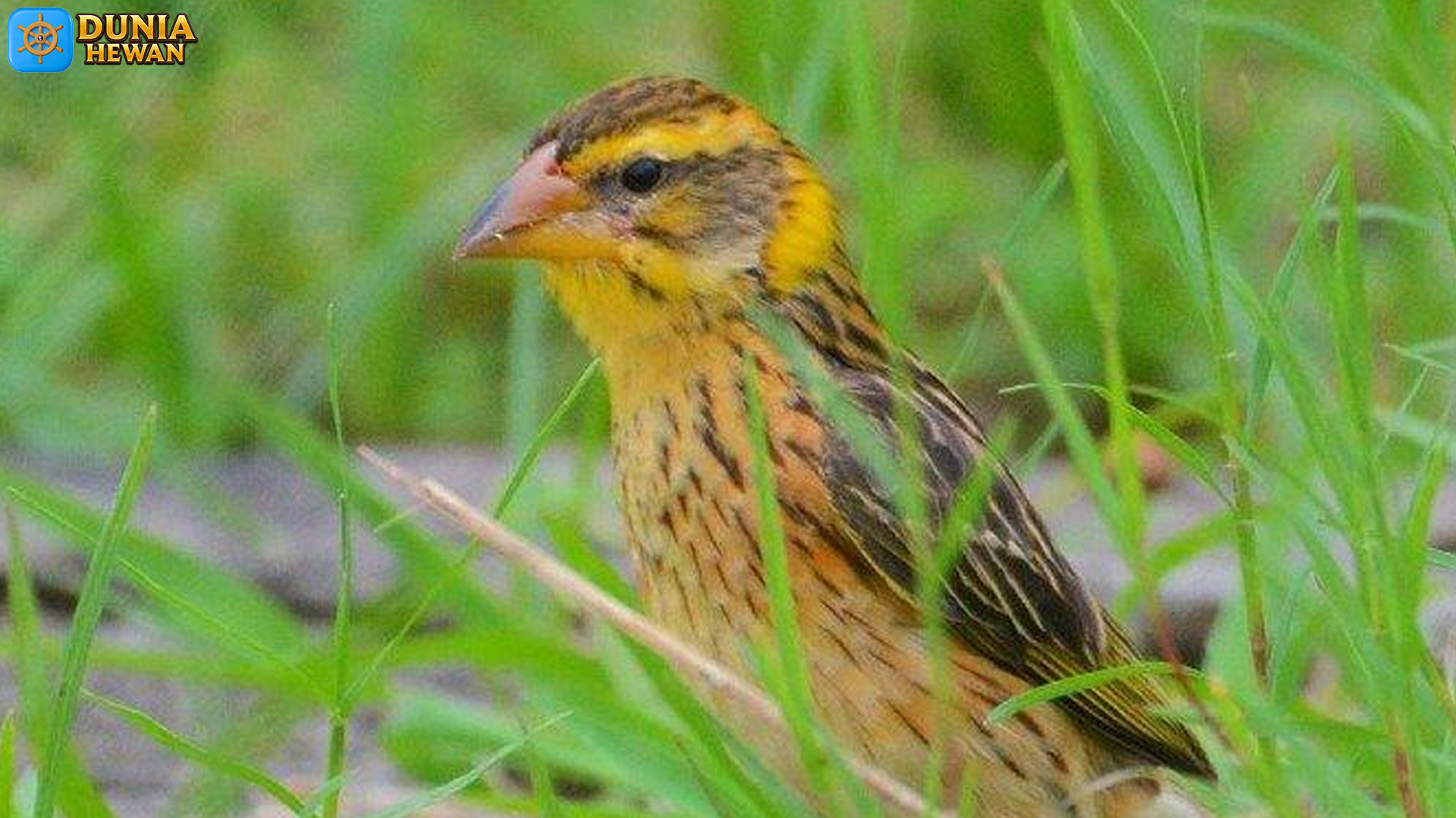 4 Sifat Memikat Burung Manyar yang Bikin Pecinta Satwa Terpukau