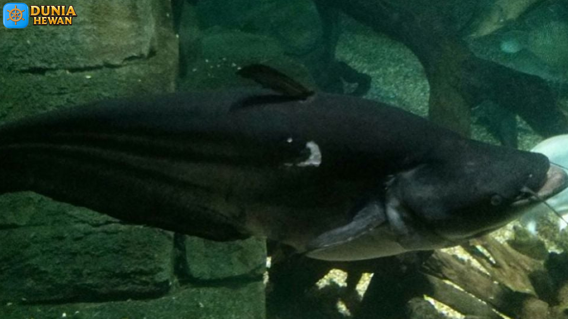 Rahasia 5 Habitat Ikan Tapah yang Menjadi Surga Menarik Ikan
