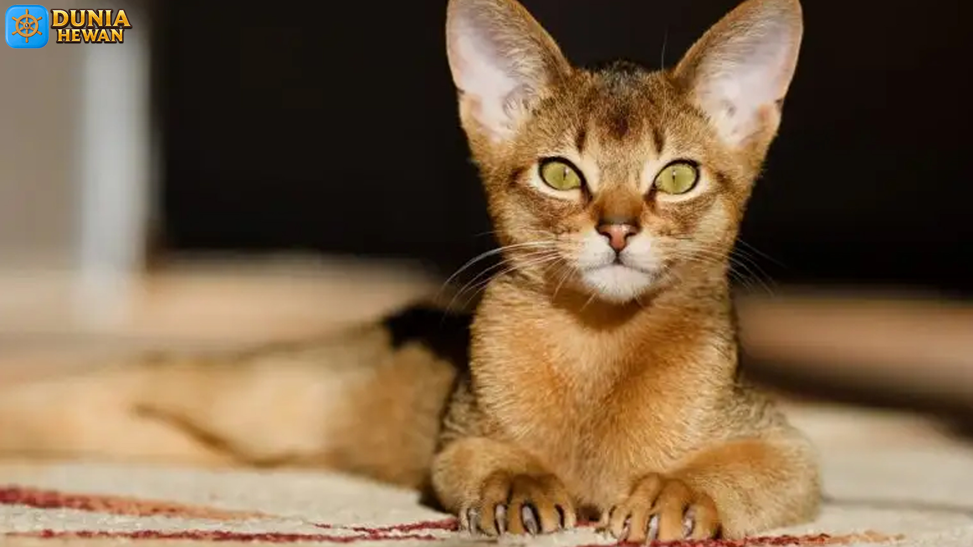 Kucing Abisinia dan 4 Fakta Menarik yang Jarang Diketahui
