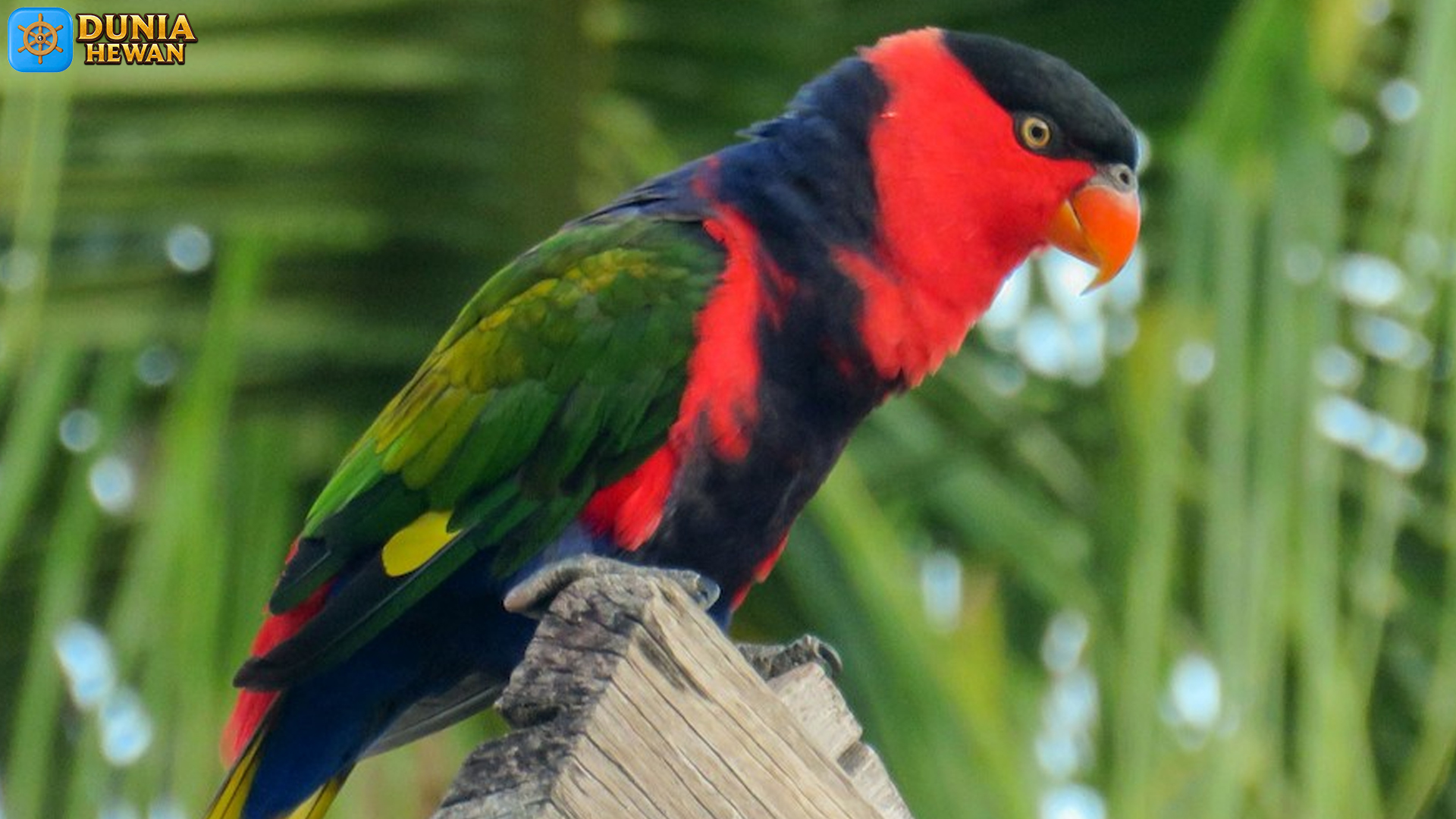 Menyoroti 4 Ciri Burung Kasturi Kepala Hitam yang Menakjubkan