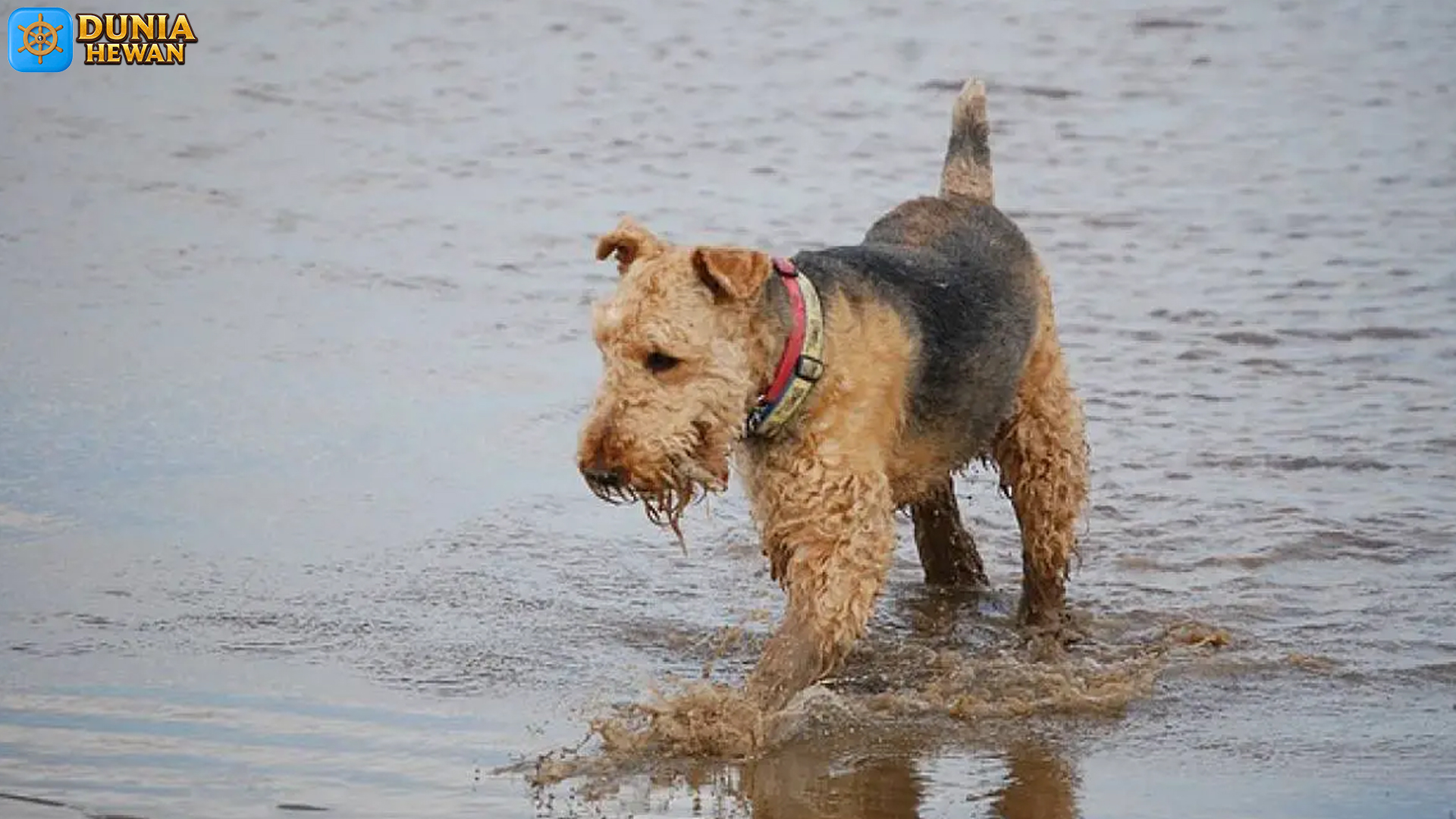 5 Hal Menarik Tentang Terrier Airedale yang Jarang Disorot