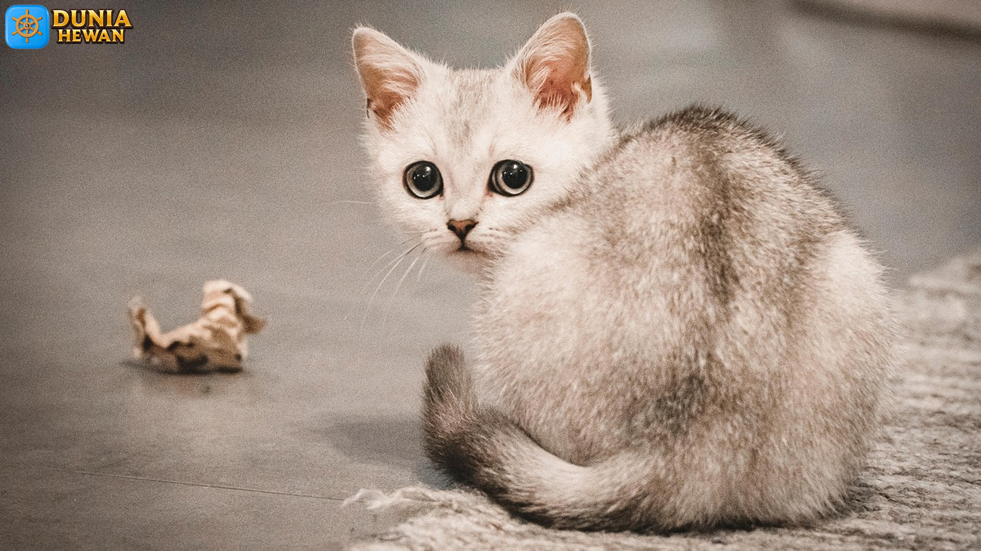 Kucing Burmilla: 5 Karakteristik yang Membuatnya Menarik