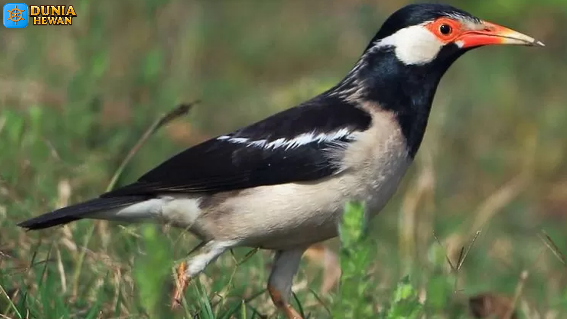 Burung Jalak dan 5 Ciri Khas yang Membuatnya Mudah Dikenali