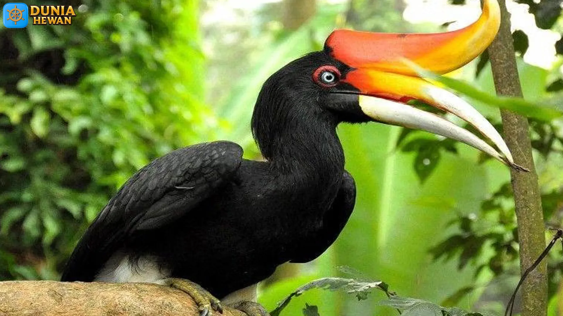 5 Fakta Menarik Tentang Kehidupan Burung Rangkok Badak 3 5 Fakta Menarik Tentang Kehidupan Burung Rangkok Badak