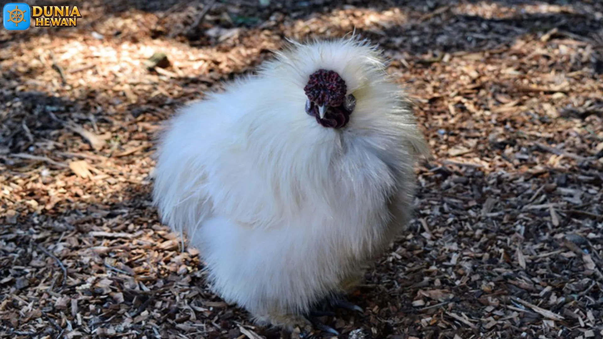 Ayam Kapas: 5 Hal yang Membuat Jenis Ayam Ini Begitu Unik 2 Ayam Kapas: 5 Hal yang Membuat Jenis Ayam Ini Begitu Unik