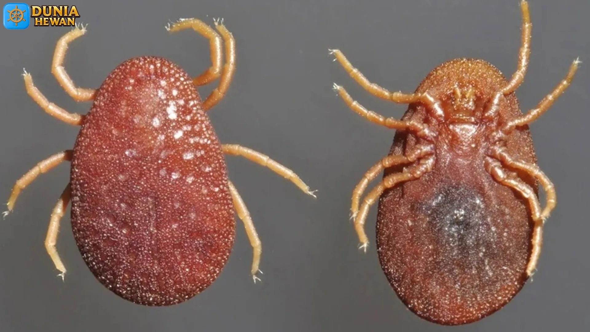 5 Keunikan Hewan Argasidae yang Jarang Dikenal Banyak Orang