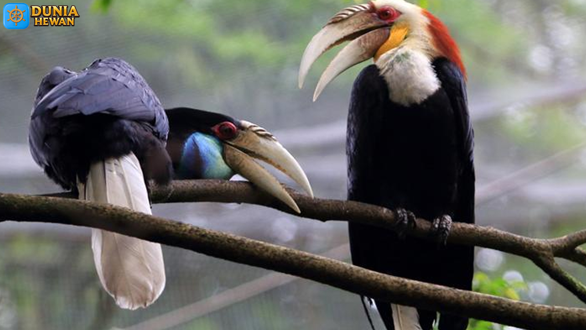 Julang Papua: Burung Eksotis dengan 5 Ciri Fisik yang Jarang Kenal