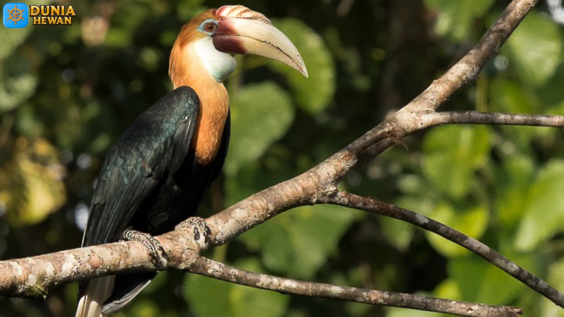 Julang Papua: Burung Eksotis dengan 5 Ciri Fisik yang Jarang Kenal