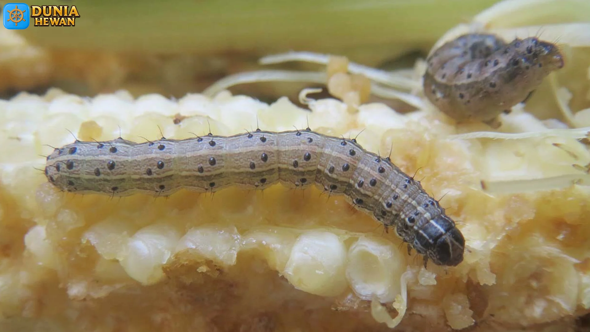 Spodoptera: 5 Cara Serangga Ini Menyerang Tanaman & Ekosistem
