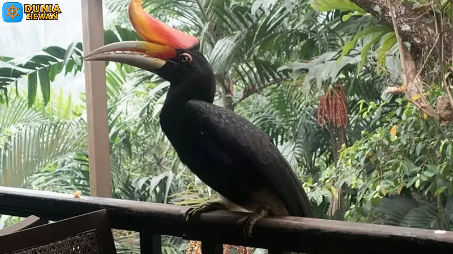 5 Fakta Menarik Tentang Kehidupan Burung Rangkok Badak 4 5 Fakta Menarik Tentang Kehidupan Burung Rangkok Badak