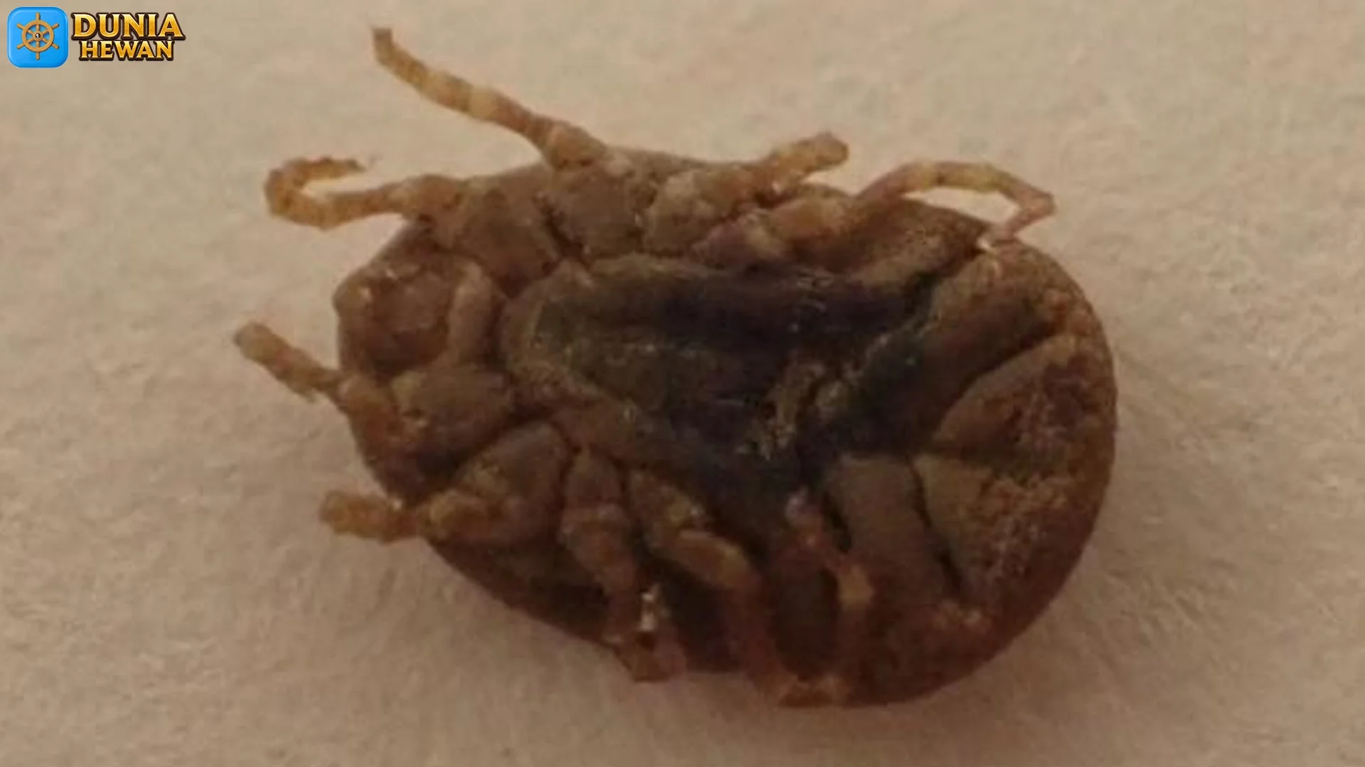 5 Keunikan Hewan Argasidae yang Jarang Dikenal Banyak Orang