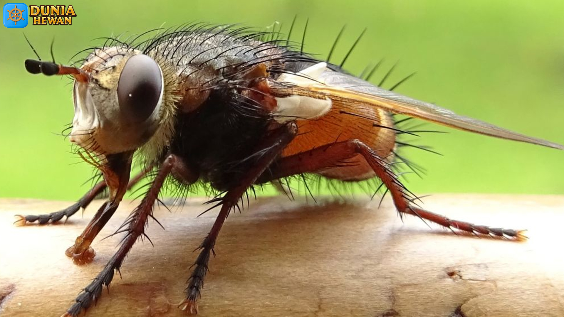 Tachinidae: 5 Keunikan Morfologi dan Kebiasaan Hidup Mereka