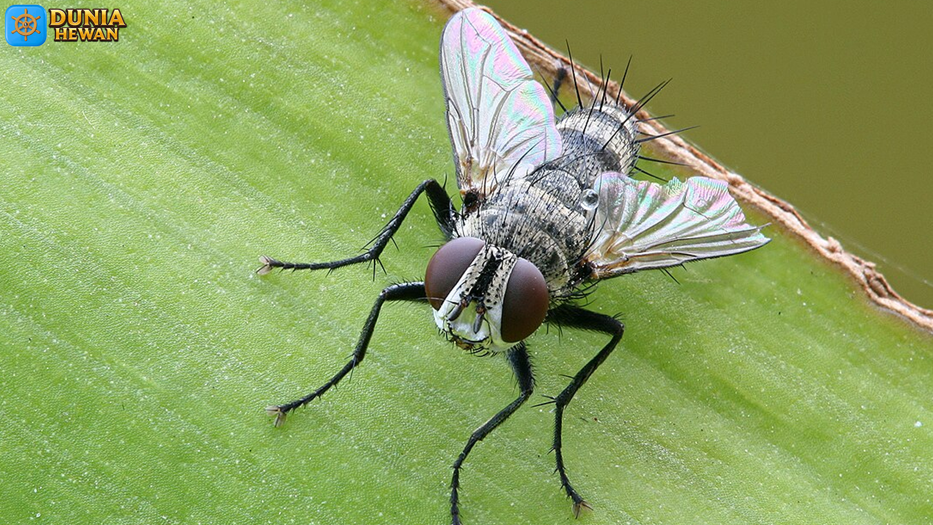 Tachinidae: 5 Keunikan Morfologi dan Kebiasaan Hidup Mereka