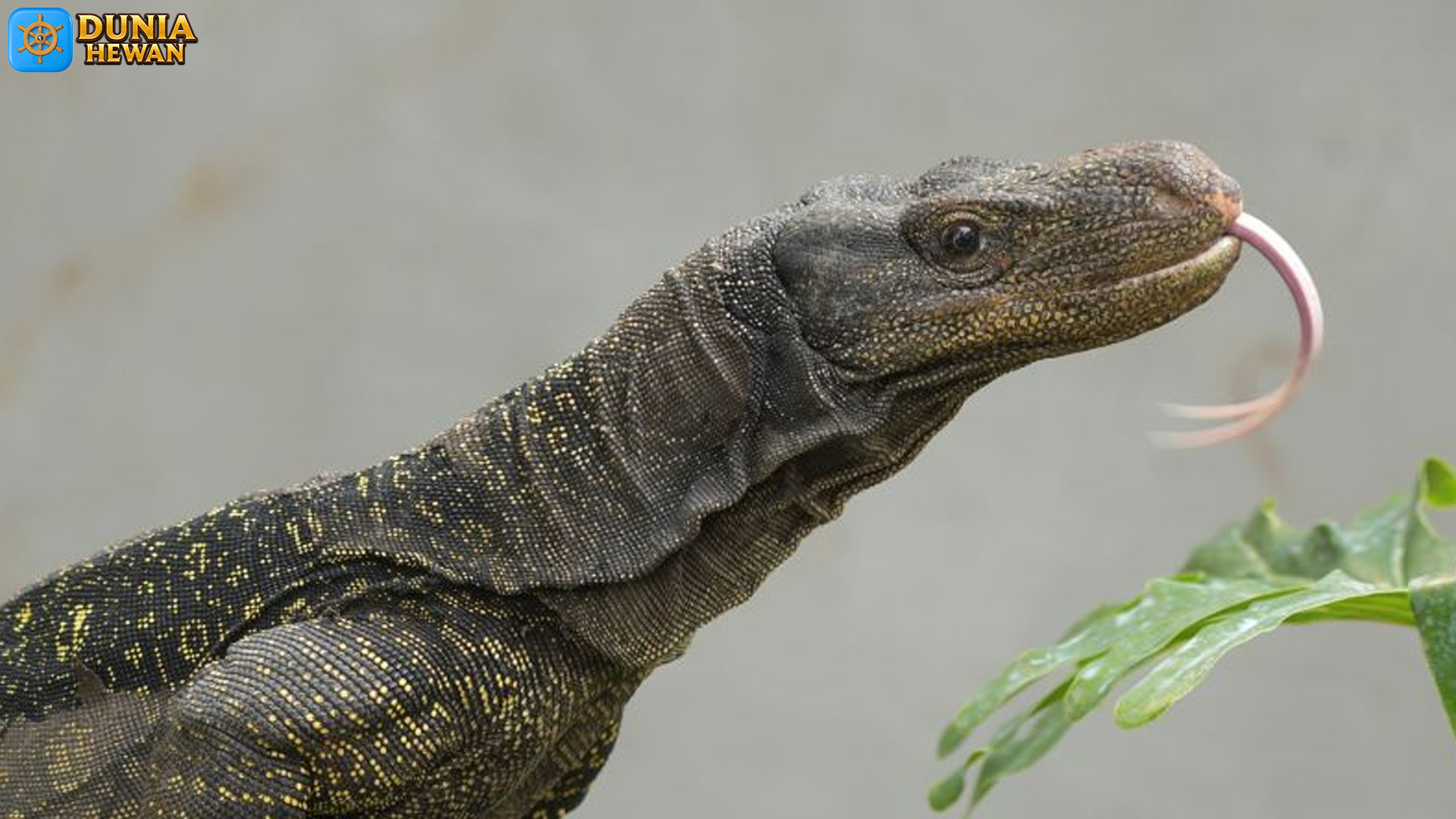 Dari Sungai ke Hutan, Biawak Papua Punya 4 Keunggulan Utama