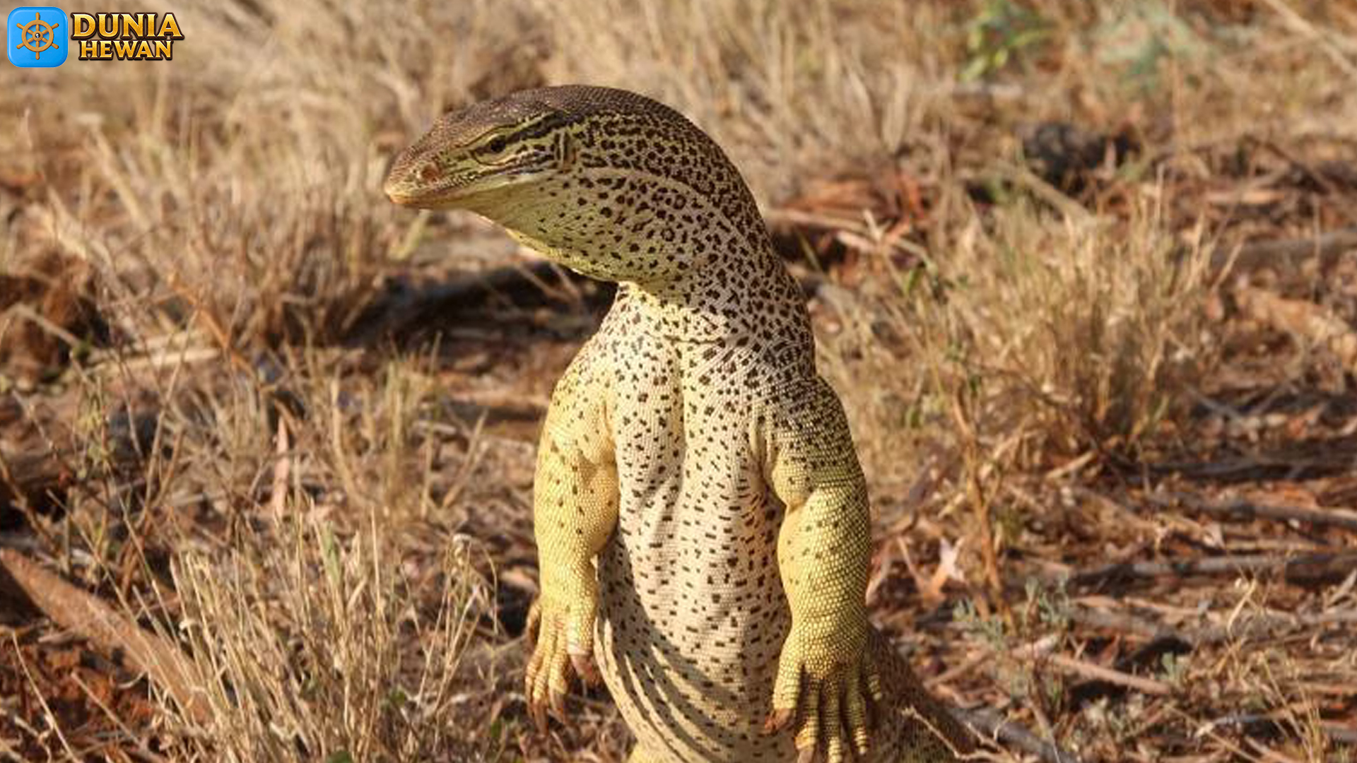 Dari Sungai ke Hutan, Biawak Papua Punya 4 Keunggulan Utama