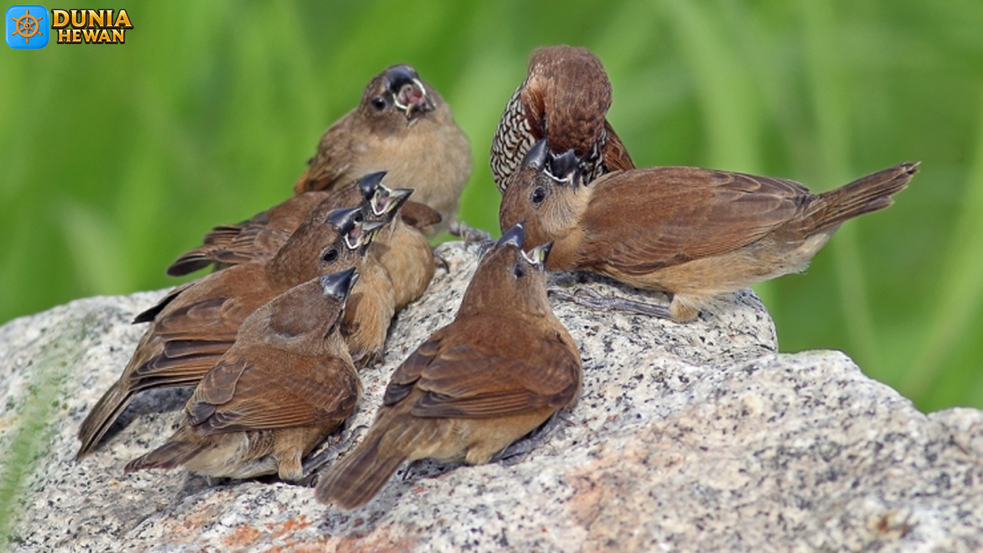 Dari Warna Kicauan: 5 Hal yang Membuat Burung Pipit Istimewa