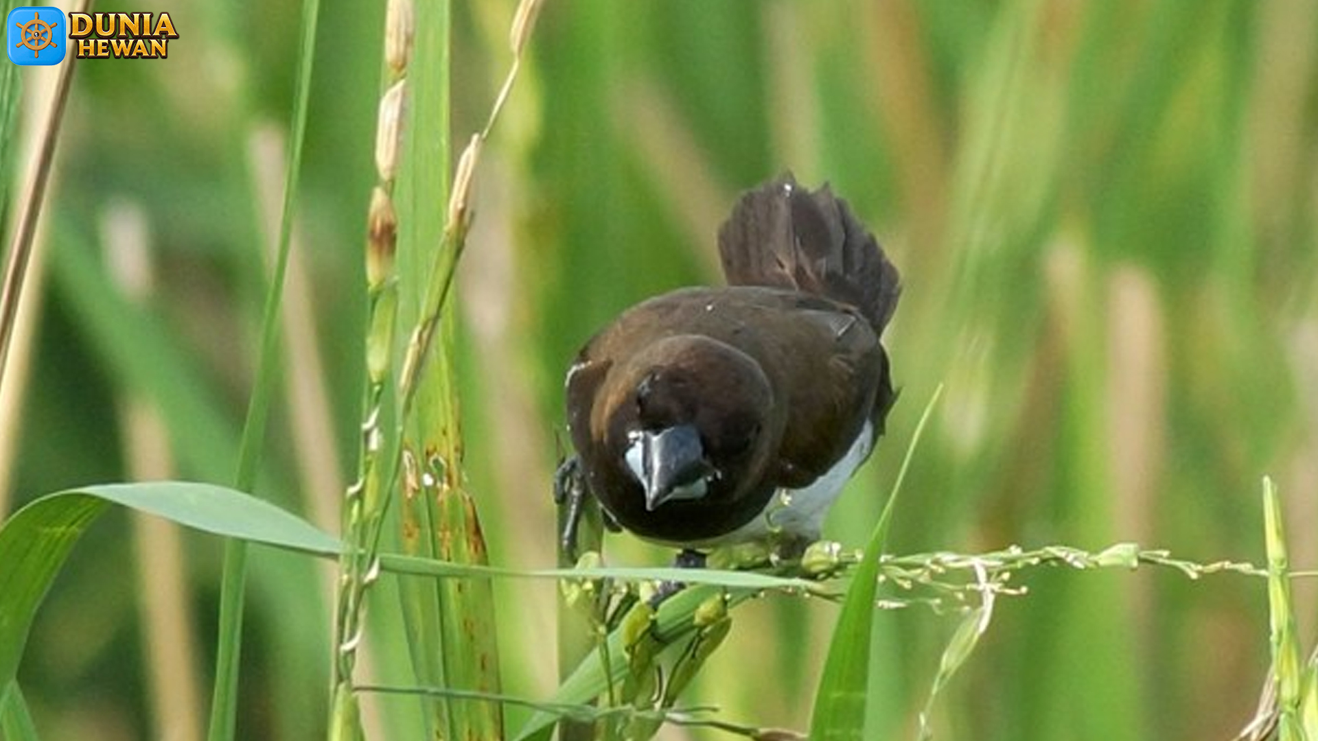 Dari Warna Kicauan: 5 Hal yang Membuat Burung Pipit Istimewa