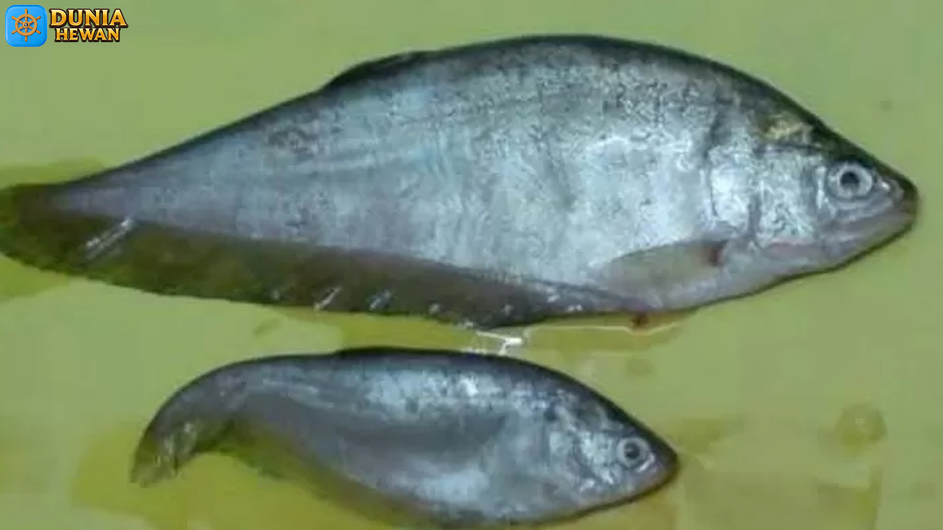 Ikan Putak: 5 Fakta Unik Tentang Si Penghuni Sungai yang Langka