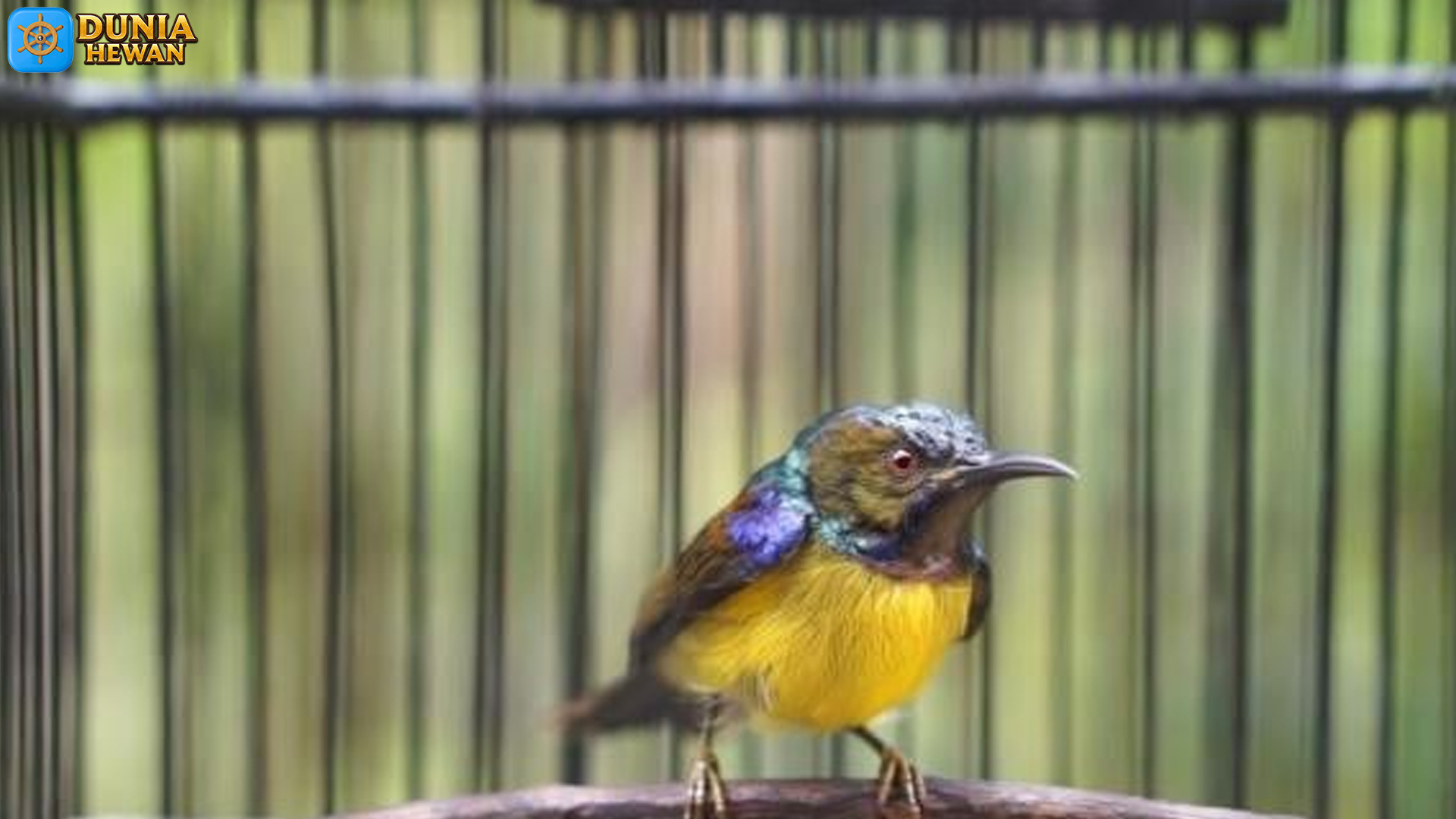 Kolibri Kelapa dan 5 Fakta Menarik tentang Habitat Tropisnya