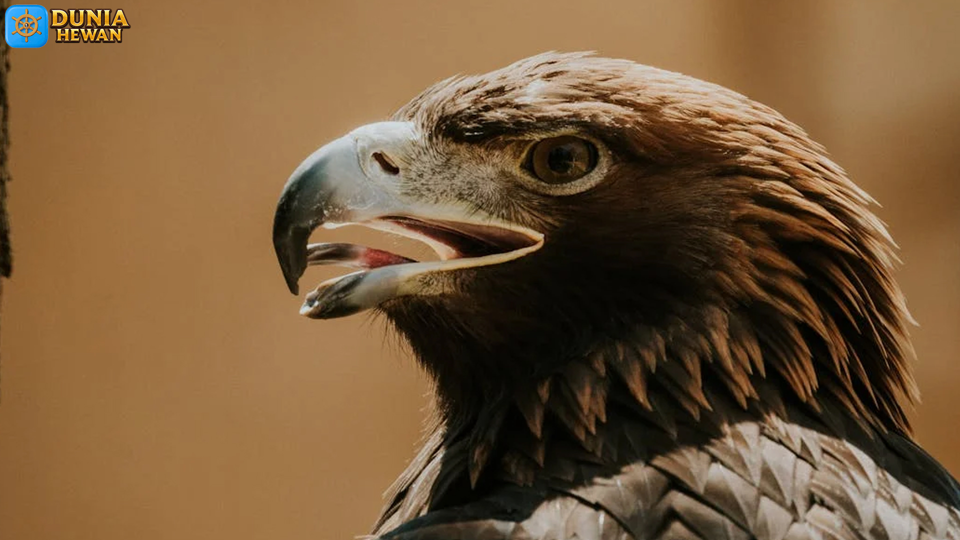 Burung Aquila Punya 5 Adaptasi Tubuh yang Membuat Terbang