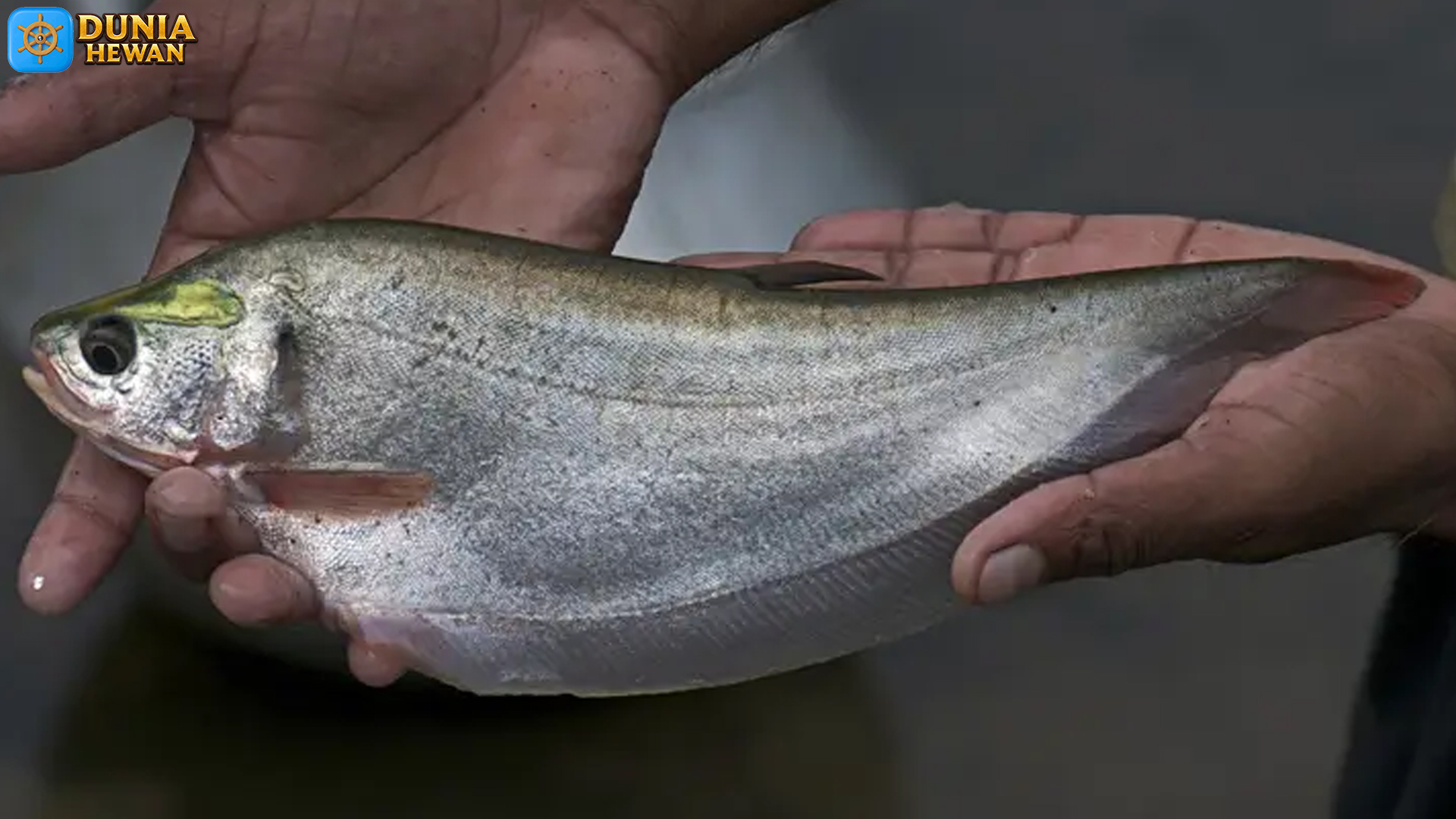 Ikan Putak: 5 Fakta Unik Tentang Si Penghuni Sungai yang Langka