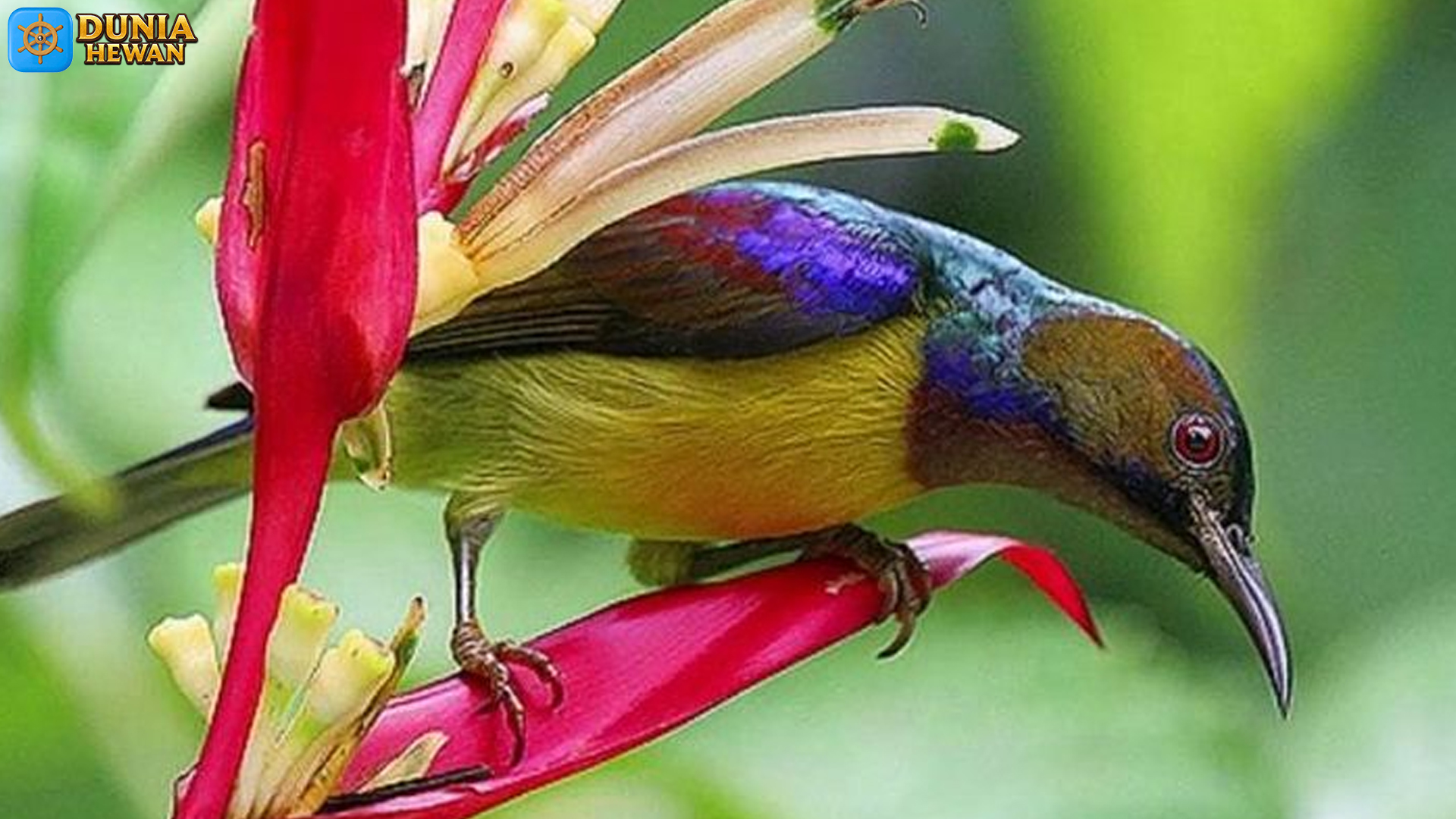 Kolibri Kelapa dan 5 Fakta Menarik tentang Habitat Tropisnya