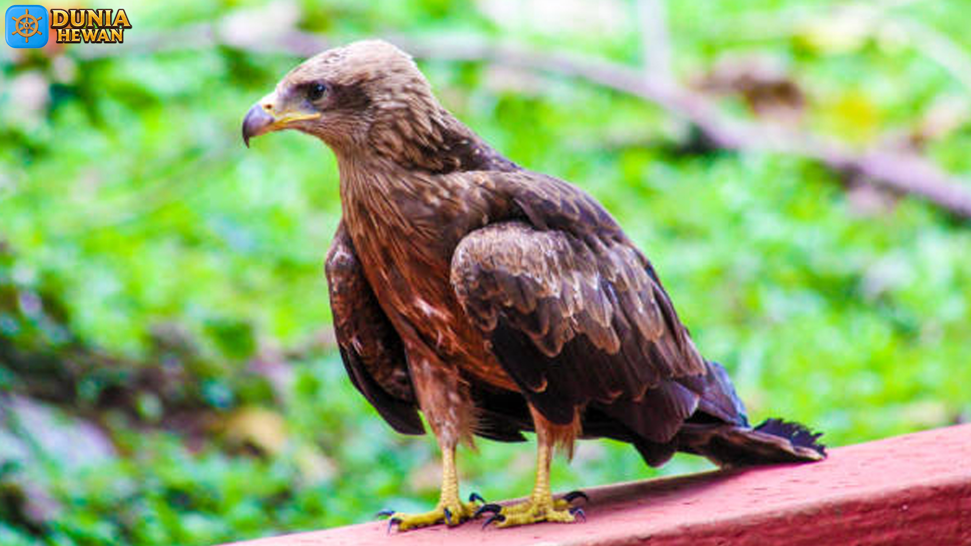 Burung Aquila Punya 5 Adaptasi Tubuh yang Membuat Terbang