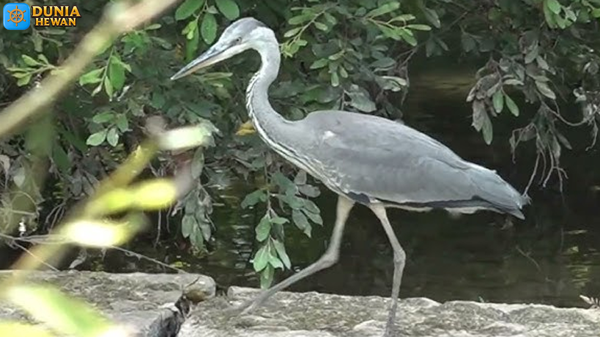 Keunikan Cangak Laut Terungkap dalam 5 Fakta Habitat Utama
