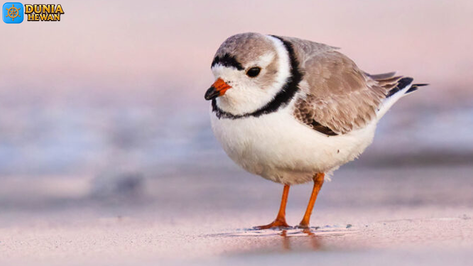 Burung Piping Plover dan 5 Fakta Menarik tentang Habitatnya