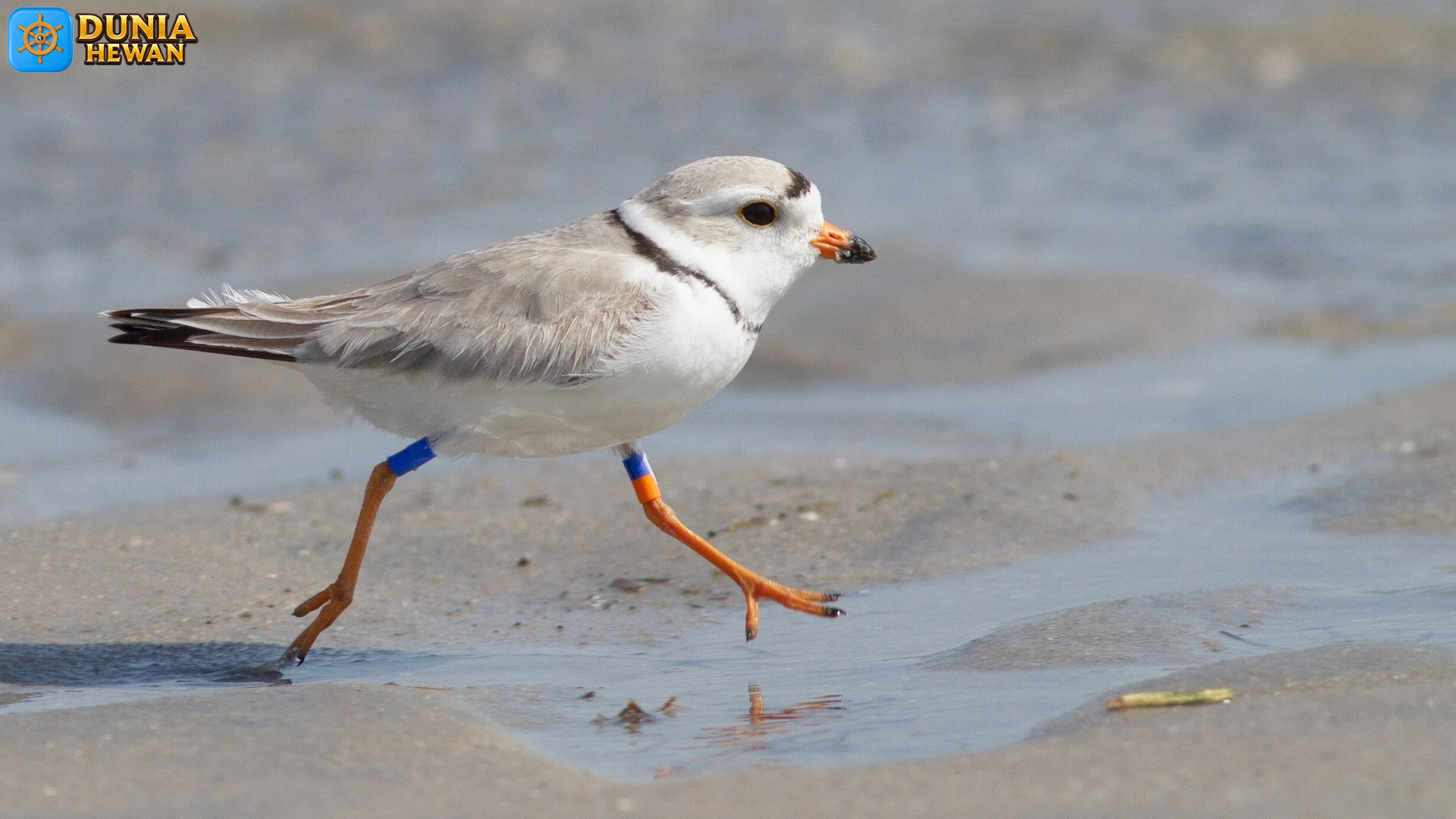 Burung Piping Plover dan 5 Fakta Menarik tentang Habitatnya